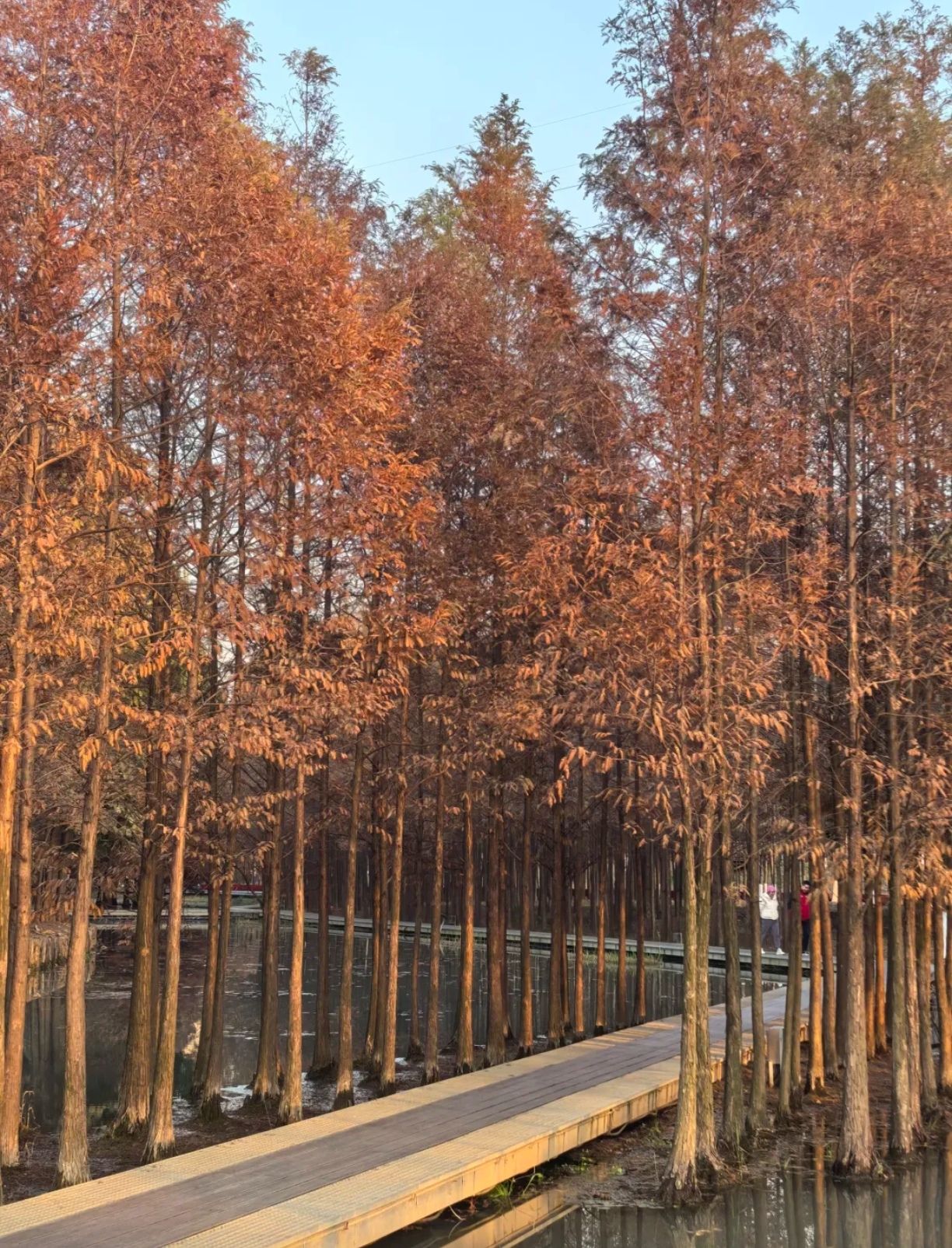 真山公园旅行图片 3