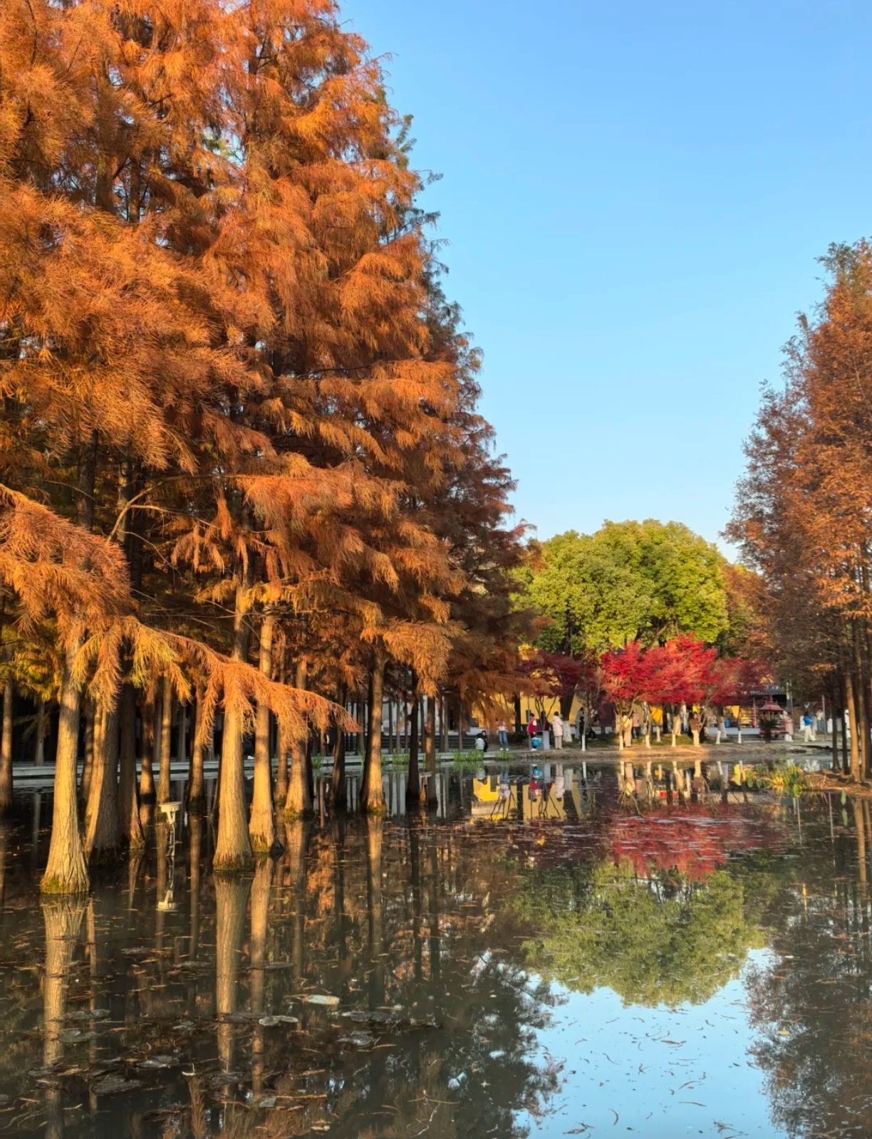 真山公园旅行图片 2
