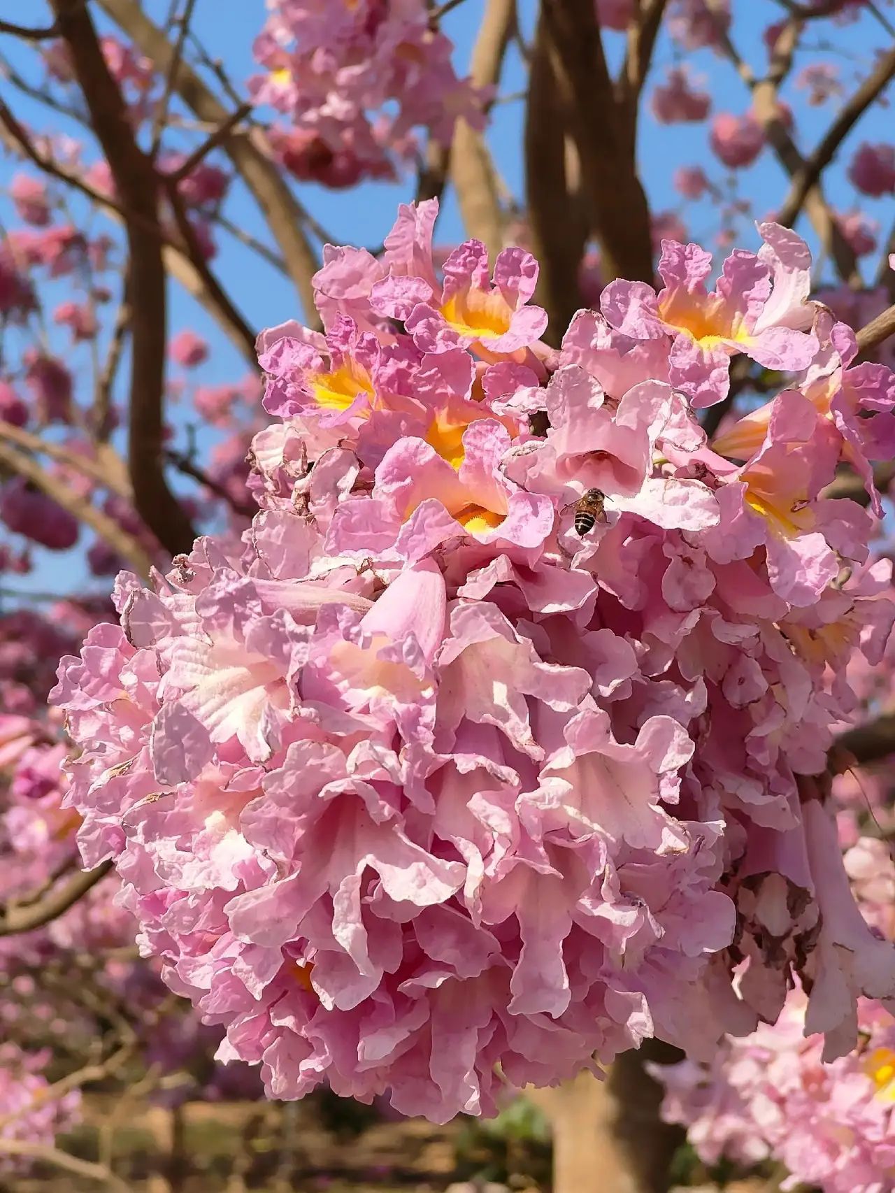 蜀南花海(暂停开放)旅行图片 2