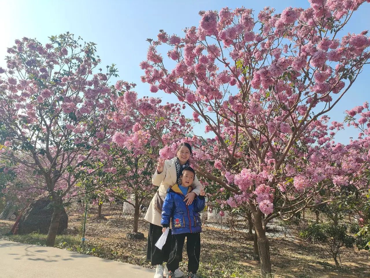 蜀南花海(暂停开放)旅行图片 1