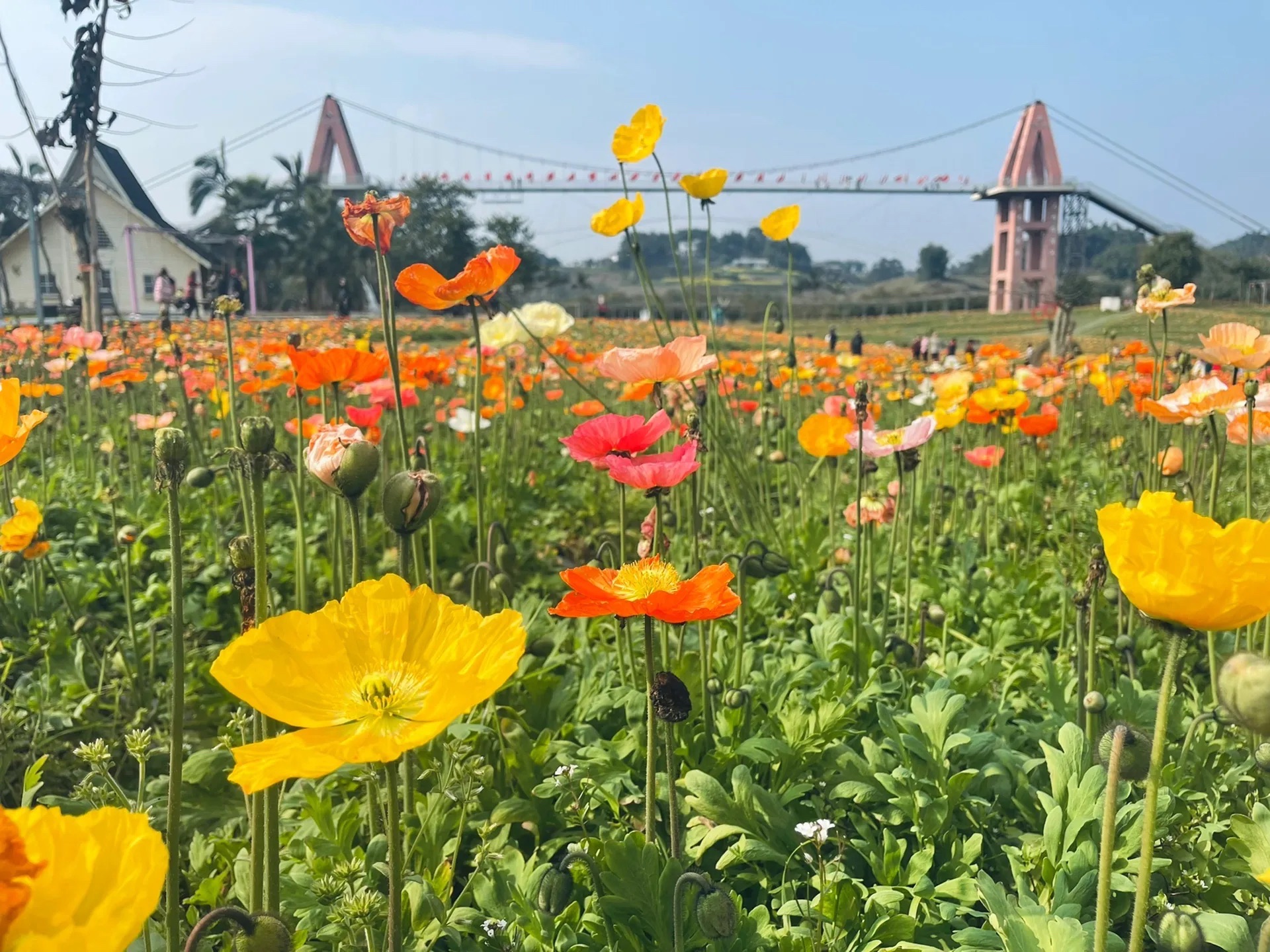 蜀南花海(暂停开放)旅行图片 1