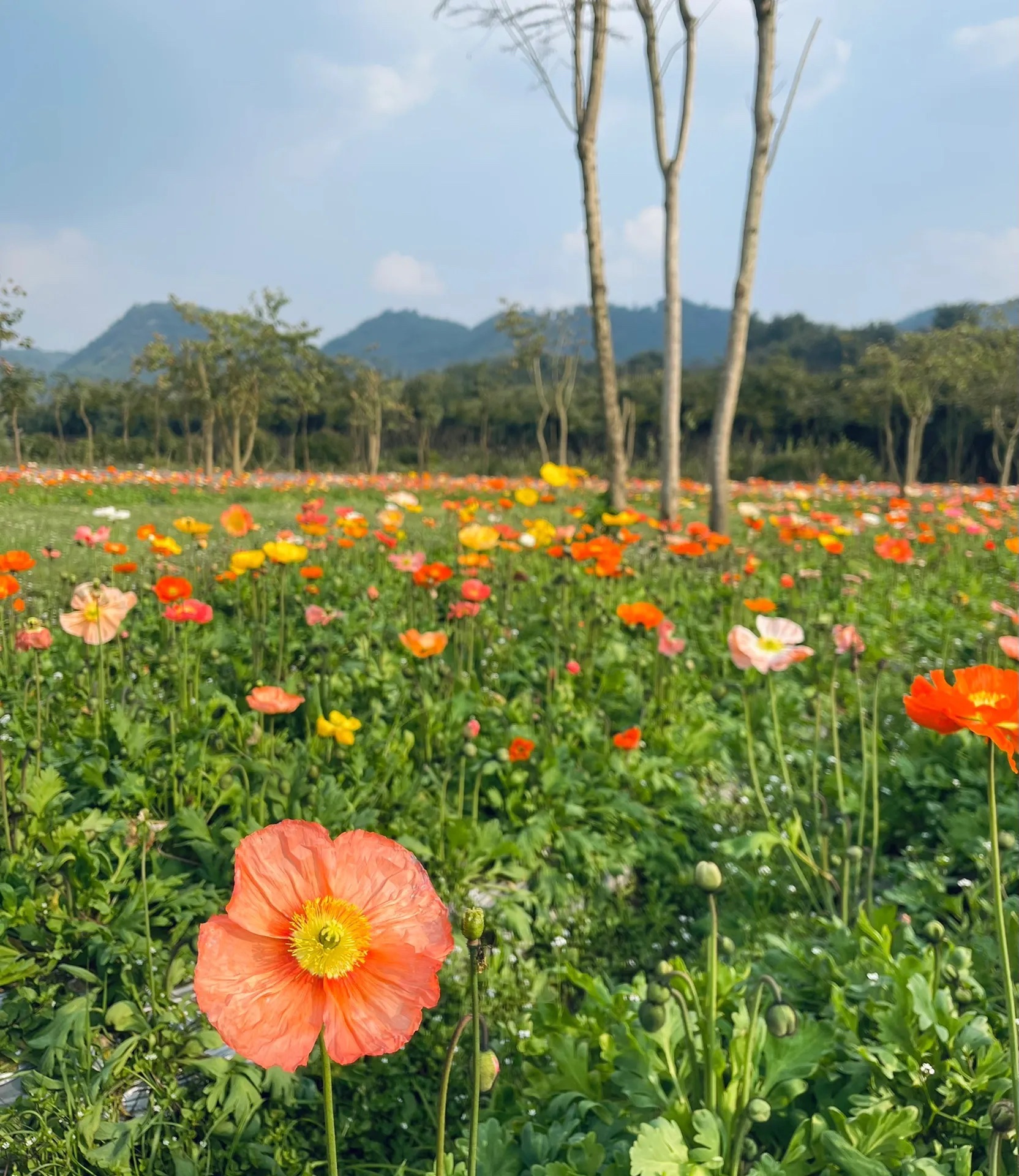 蜀南花海(暂停开放)旅行图片 2