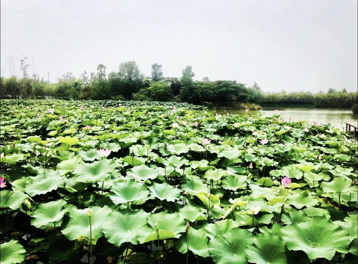 双龙湖湿地公园旅行图片 2