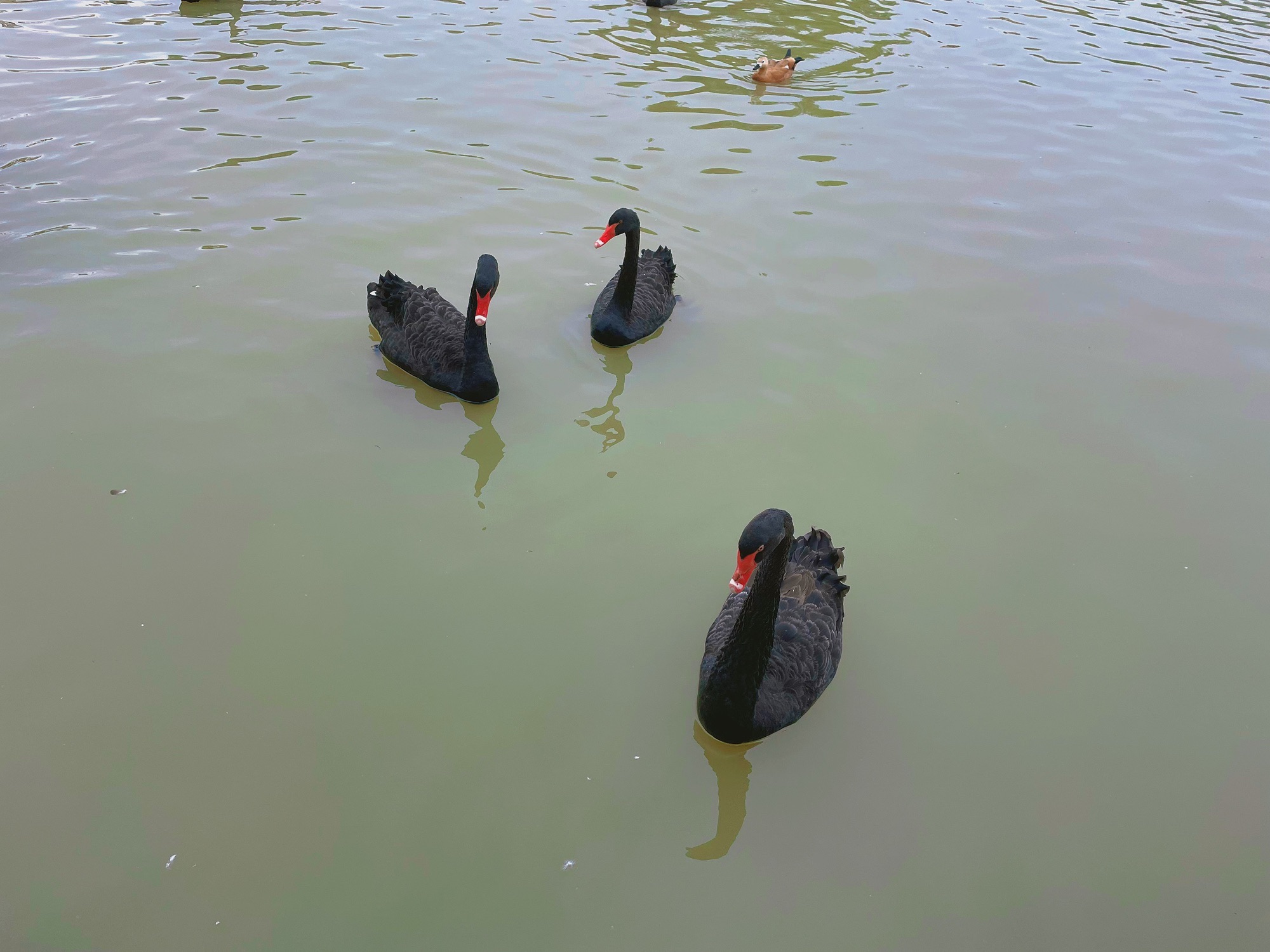 双龙湖湿地公园旅行图片 1