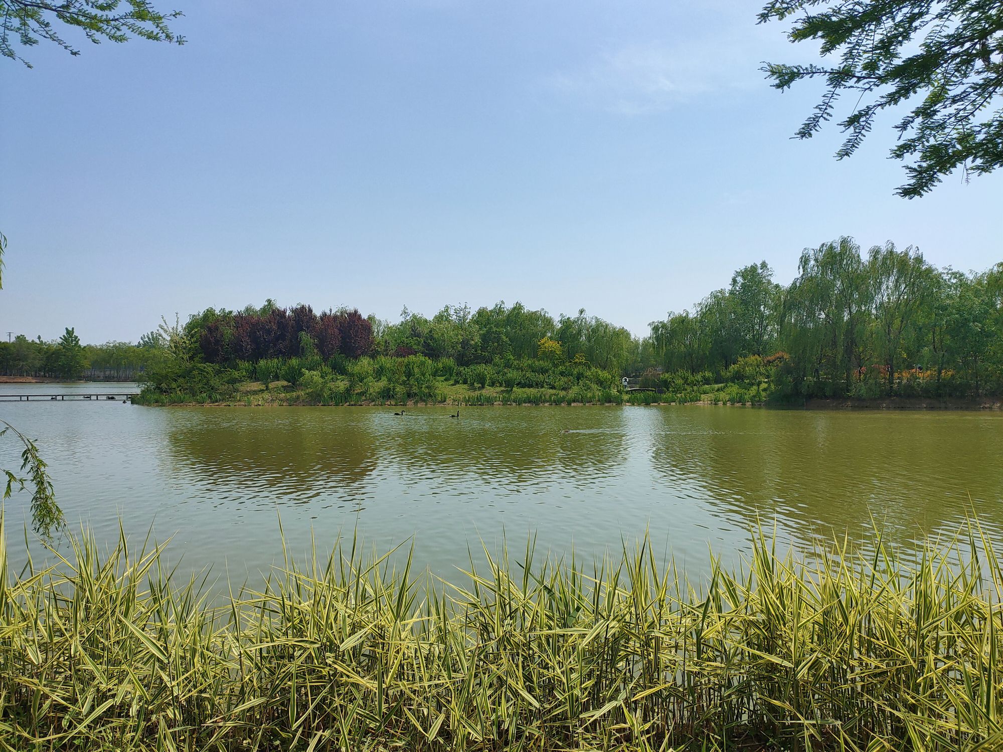 双龙湖湿地公园旅行图片 3