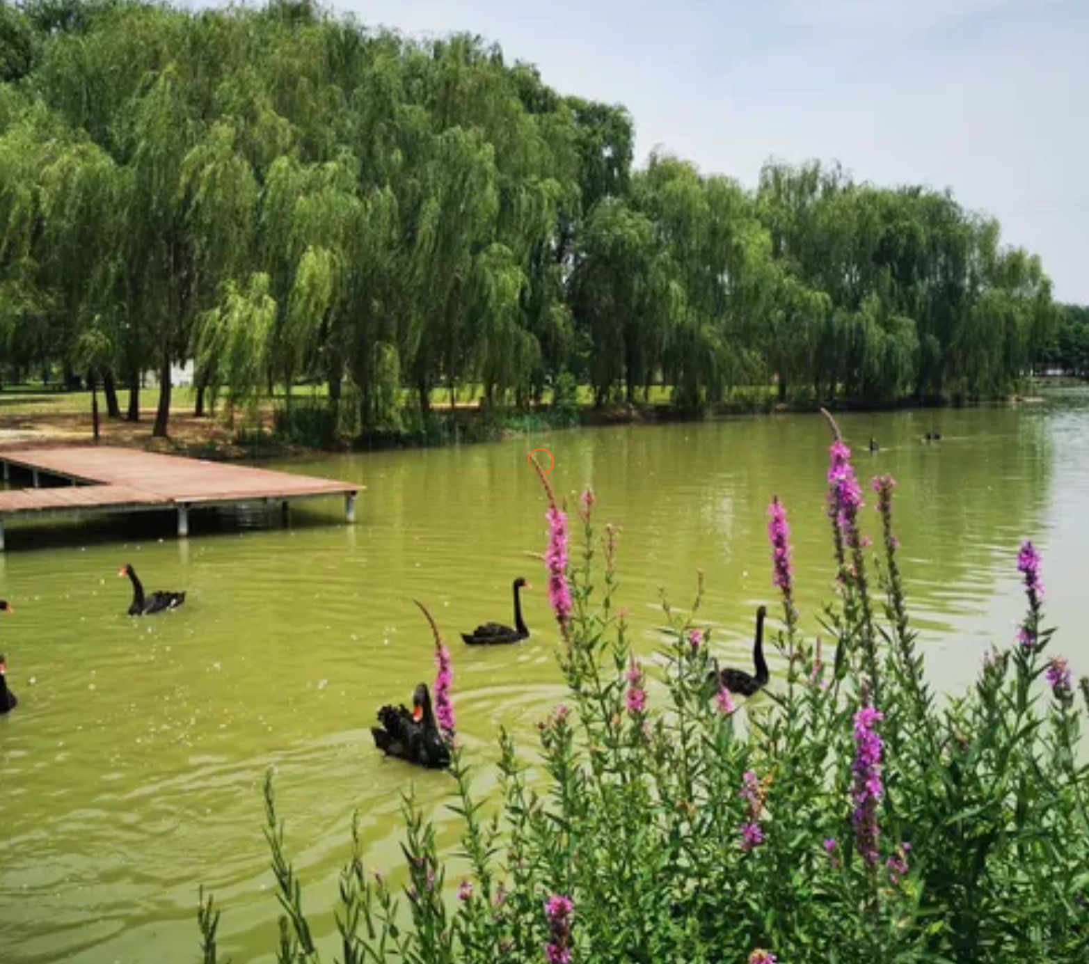 双龙湖湿地公园旅行图片 3