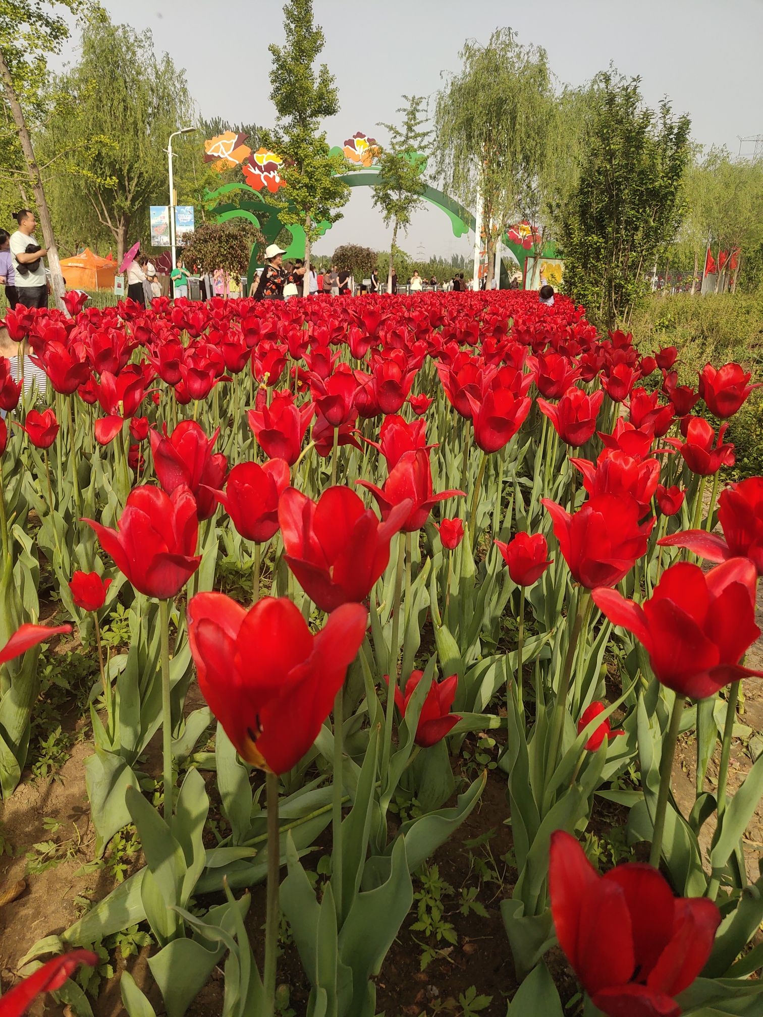 津门国际梦幻花都旅行图片 1