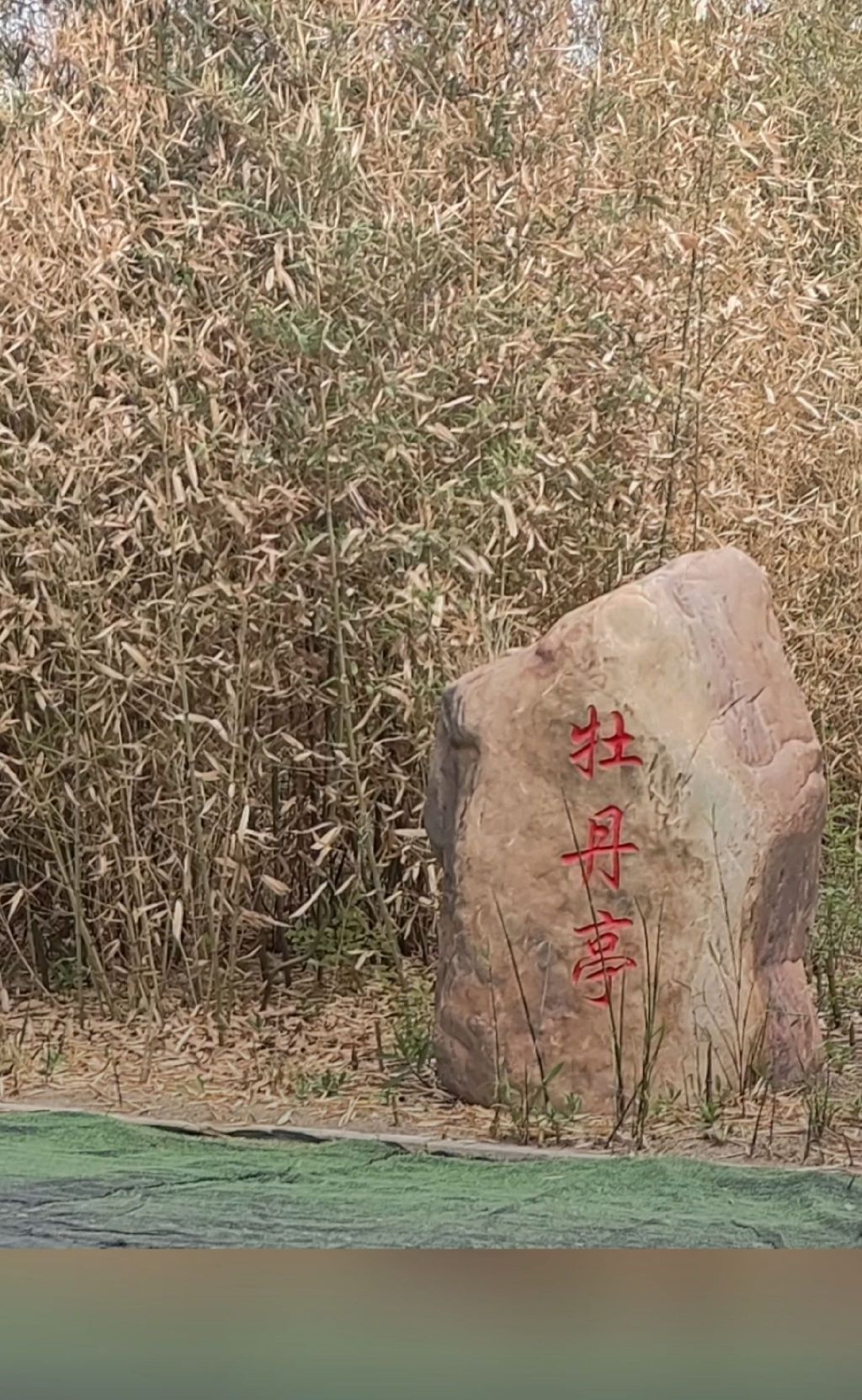 津门国际梦幻花都旅行图片 1