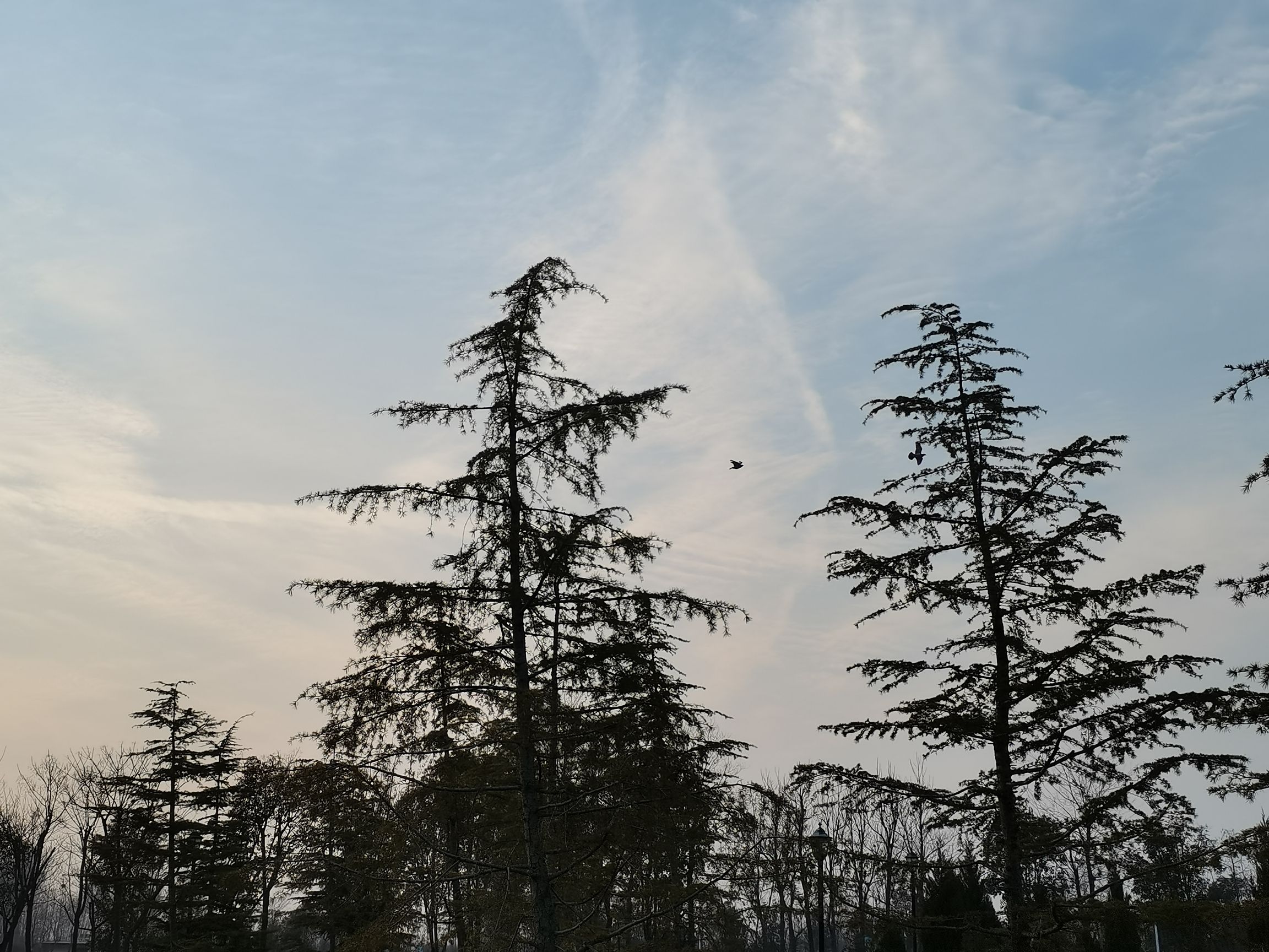 林拥城·药都林海景区旅行图片 3