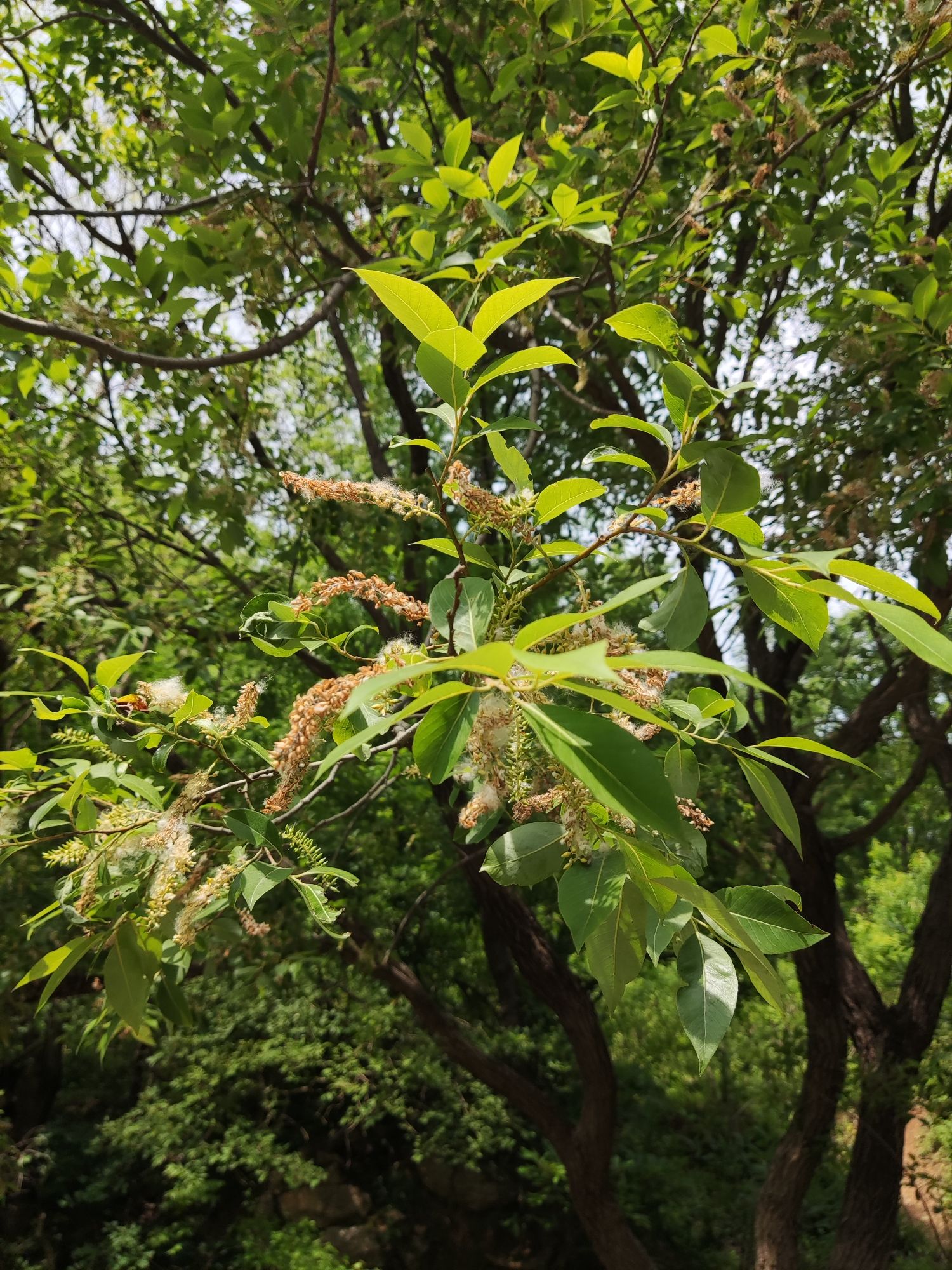 确山竹沟彩云谷旅行图片 3