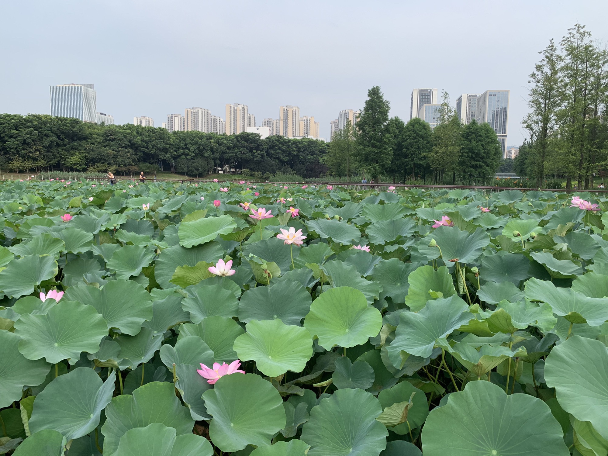 踏水公园旅行图片 3