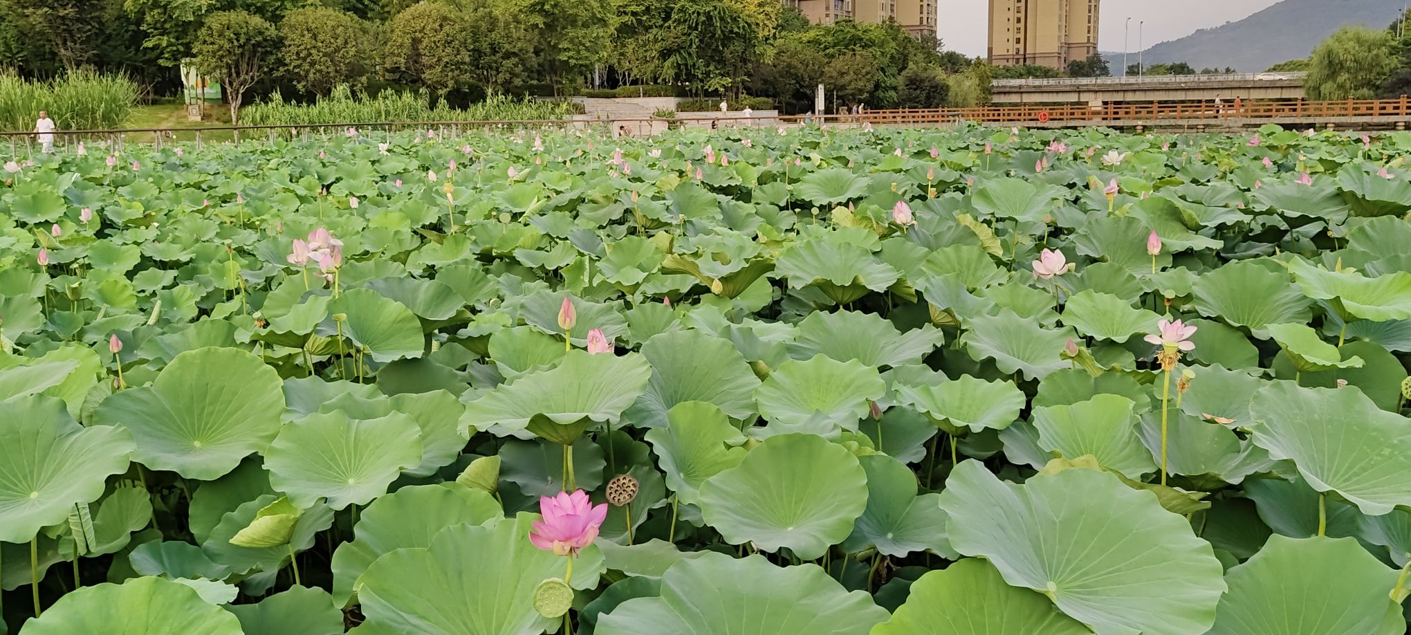 踏水公园旅行图片 3