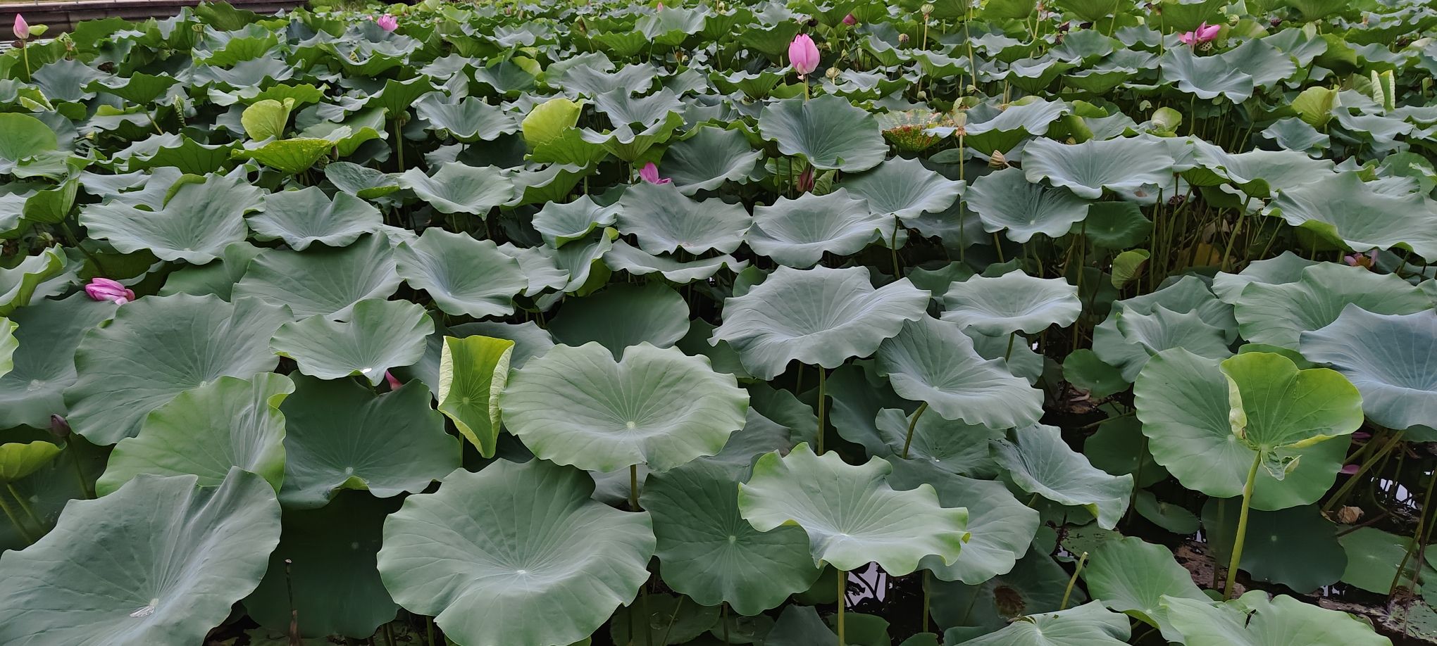 踏水公园旅行图片 1