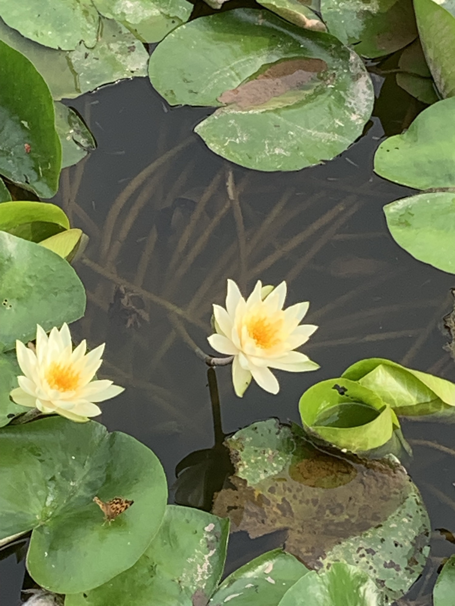 踏水公园旅行图片 1