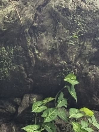 镇山之石