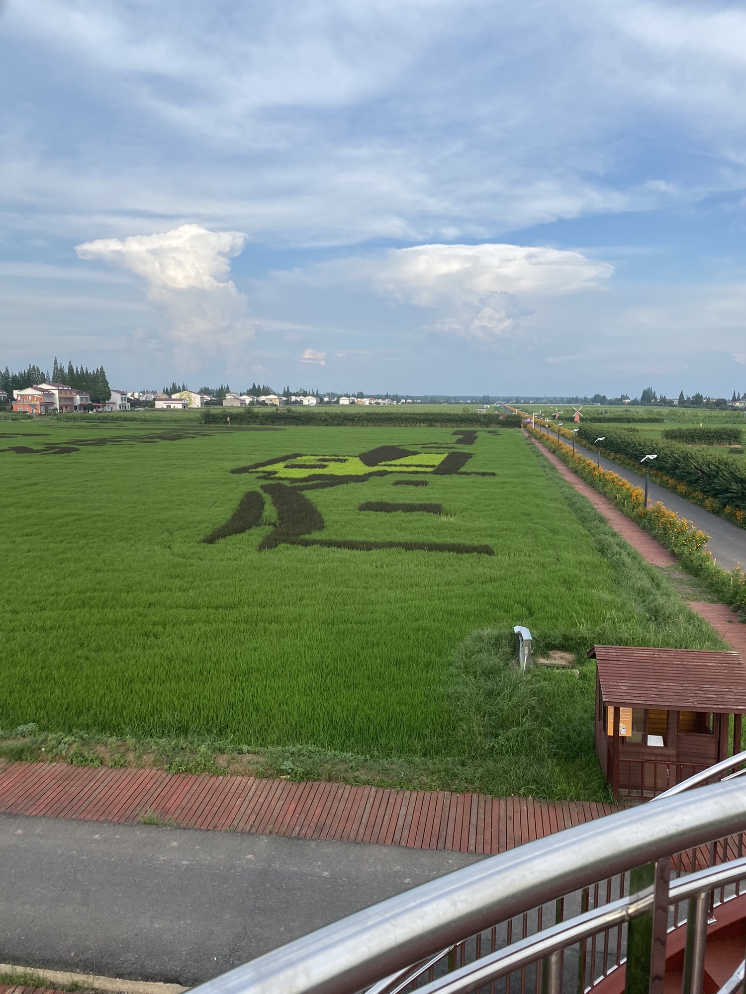 罗文花海旅行图片 2