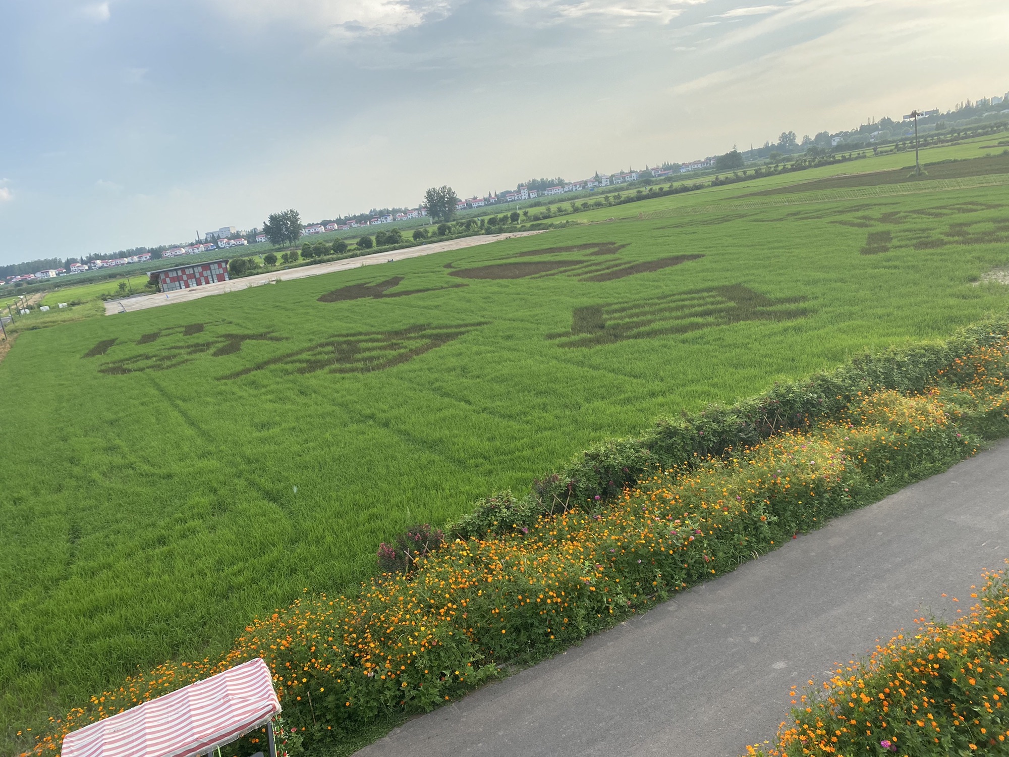 罗文花海旅行图片 1