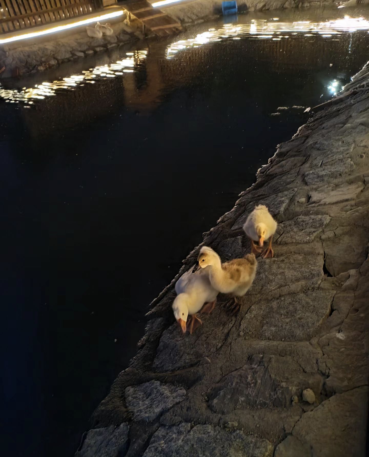 千禧湖旅行图片 2