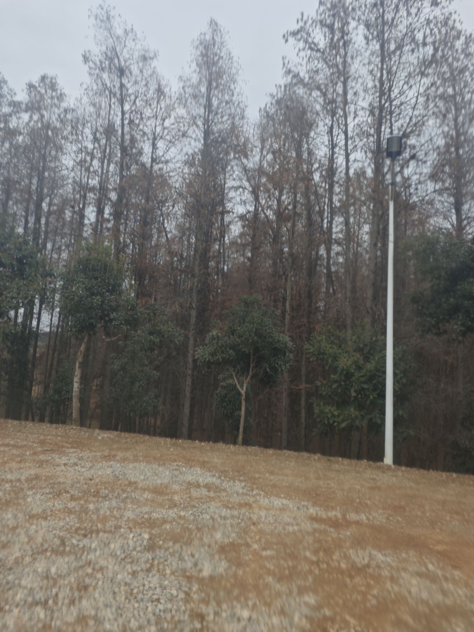 红树林风景区旅行图片 3