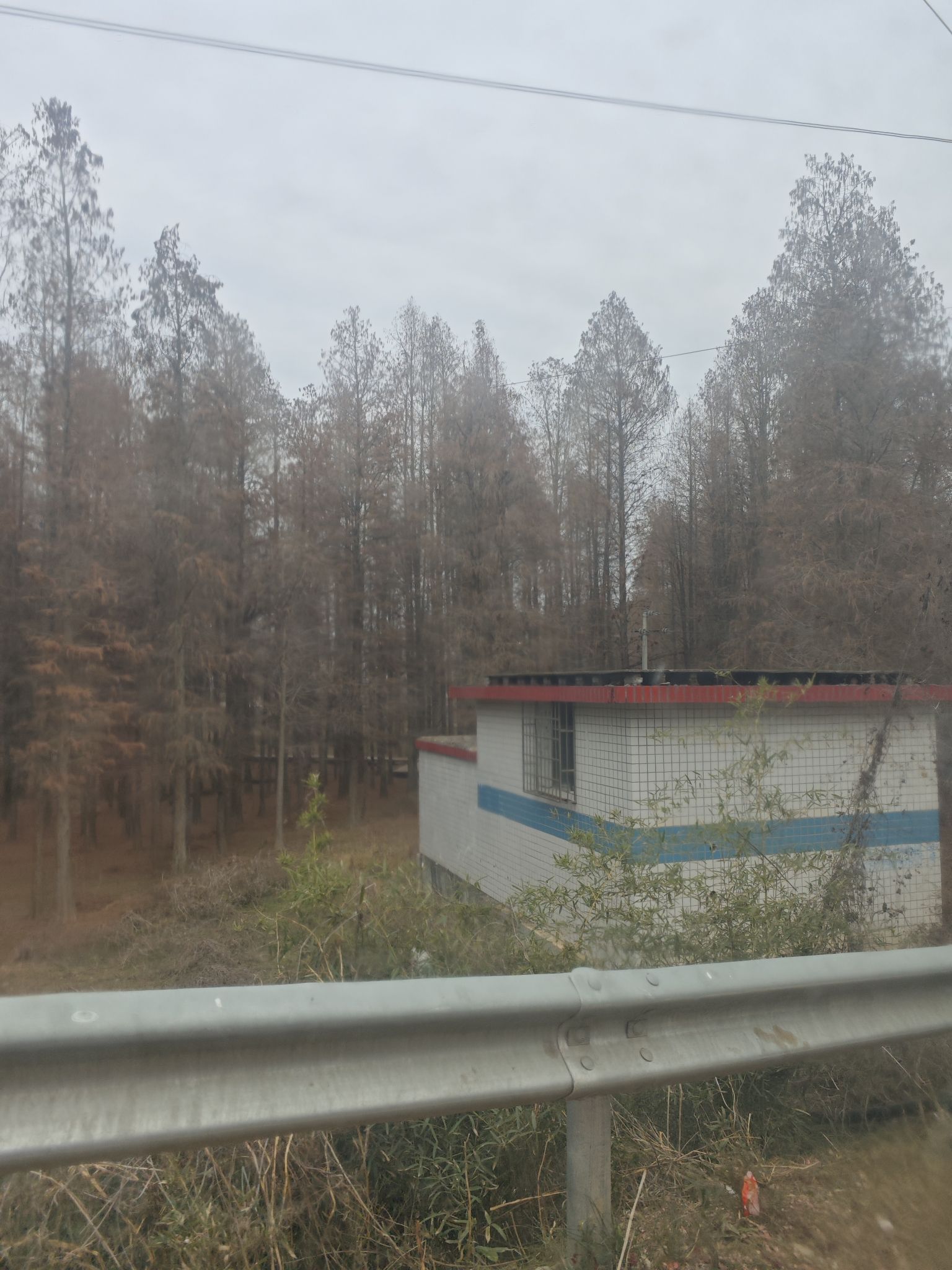 红树林风景区旅行图片 2