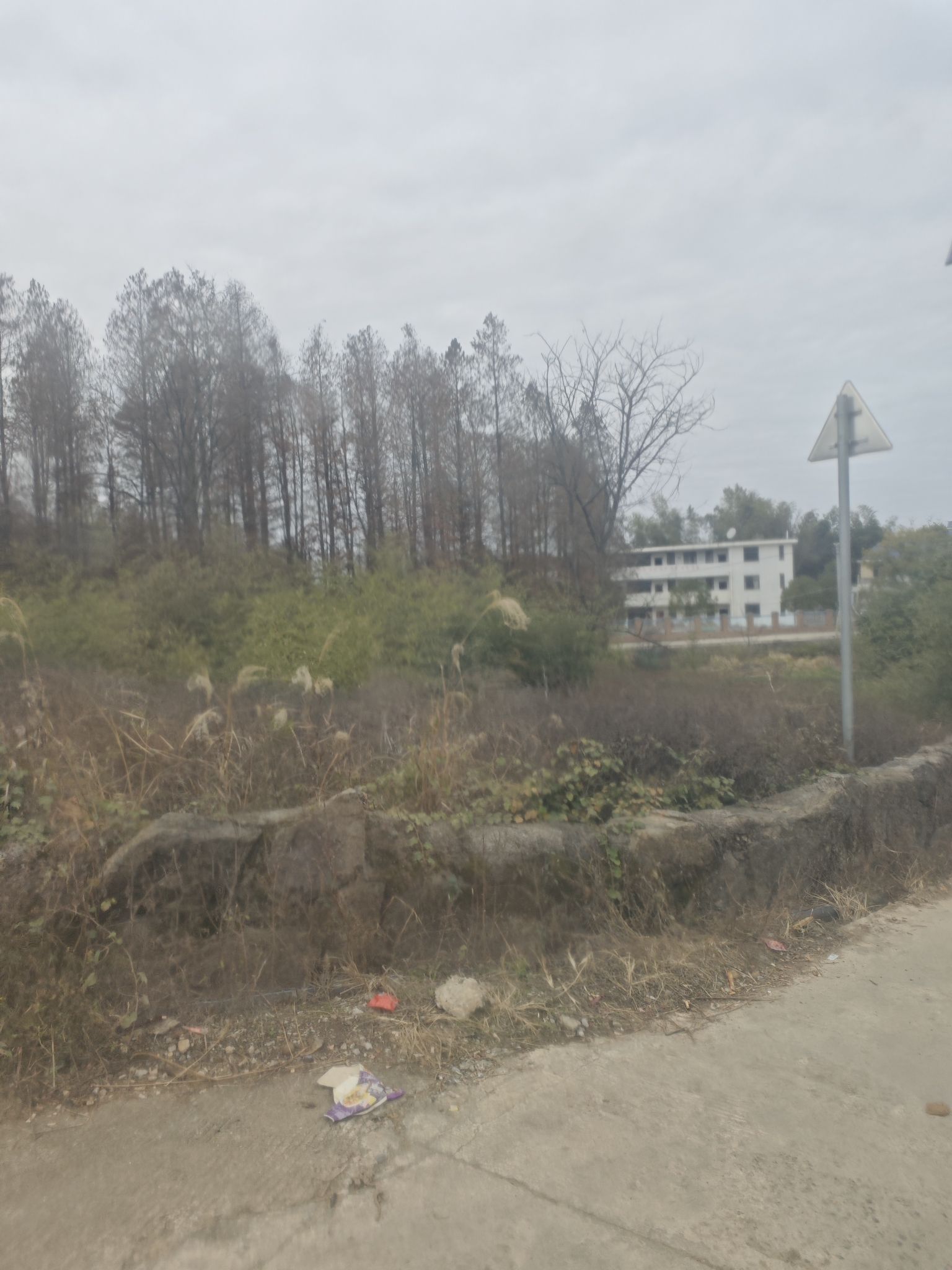 红树林风景区旅行图片 1
