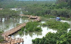 红树林风景区旅行图片 1