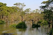 红树林风景区旅行图片 3