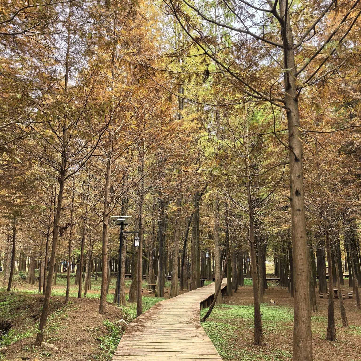 红树林风景区旅行图片 2