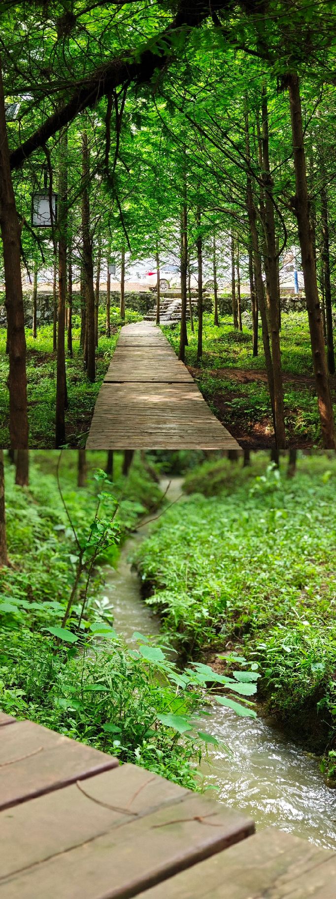 红树林风景区旅行图片 1