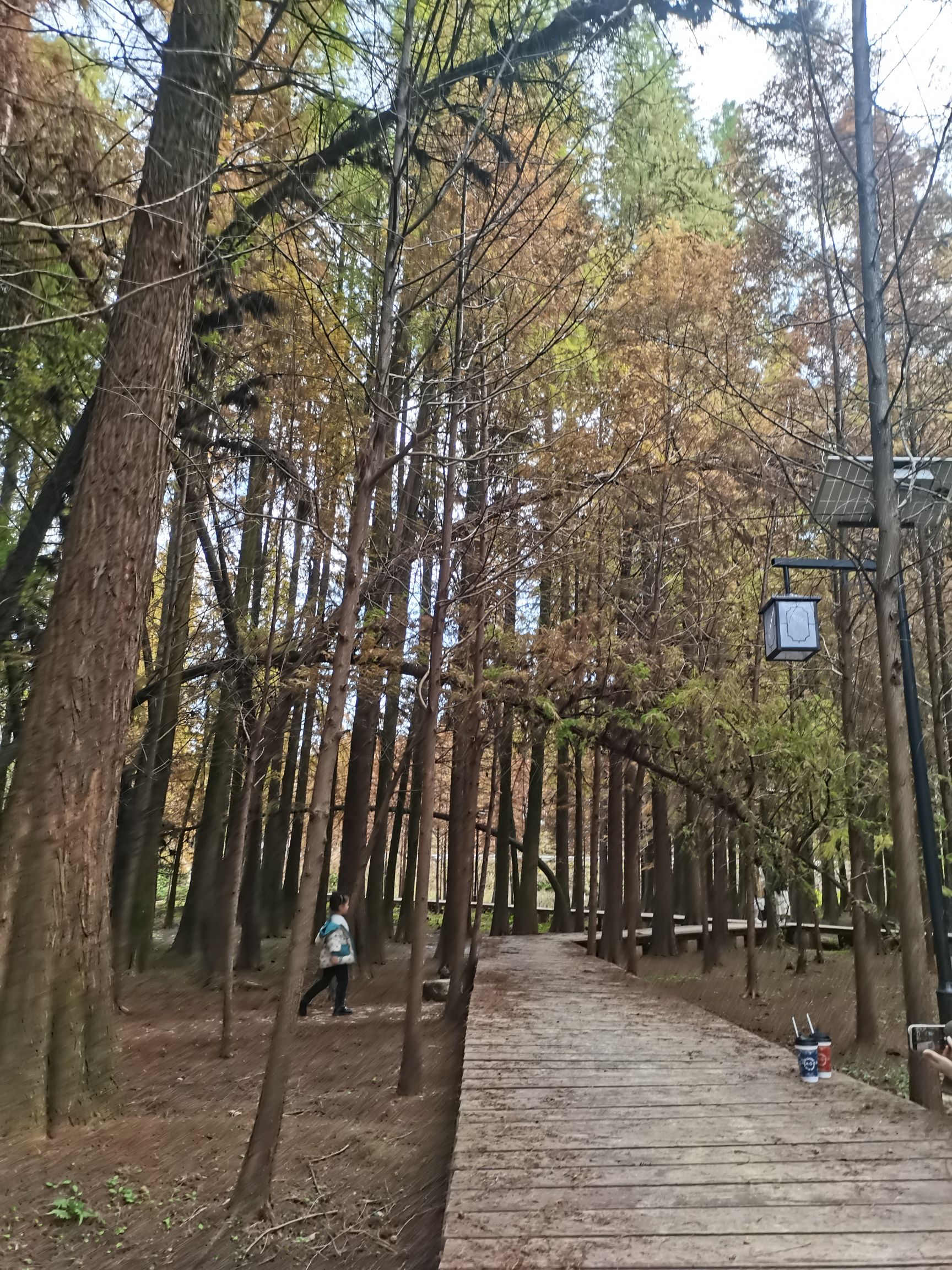 红树林风景区旅行图片 1