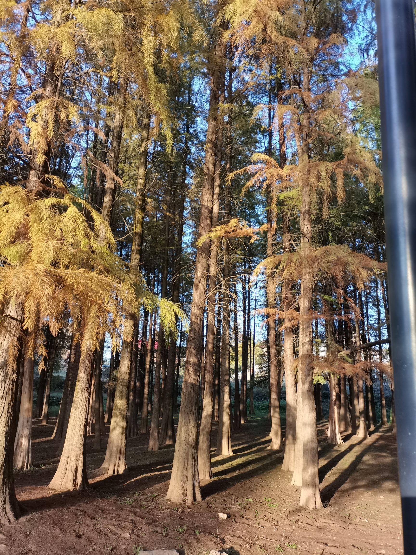 红树林风景区旅行图片 2