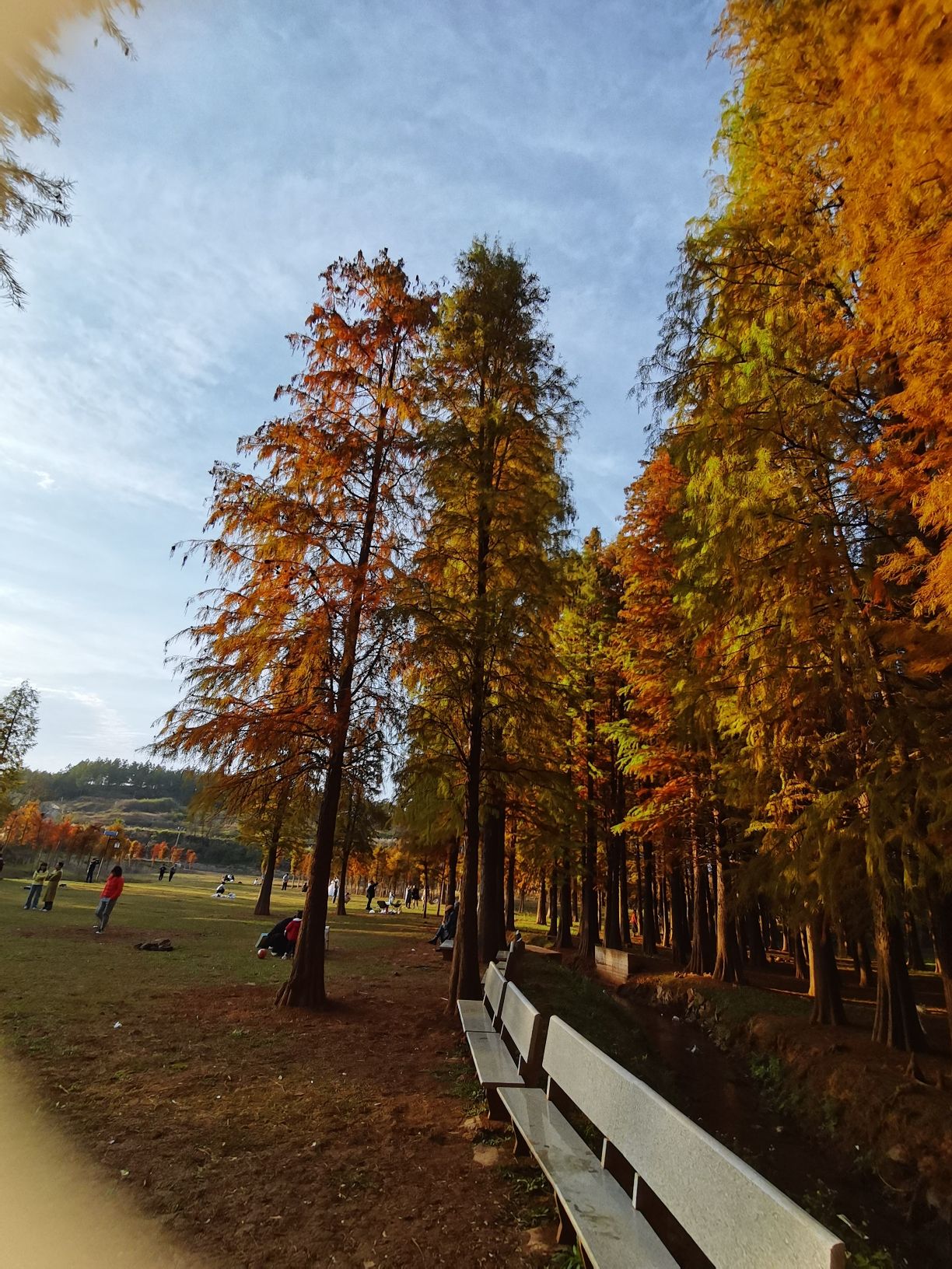 红树林风景区旅行图片 3