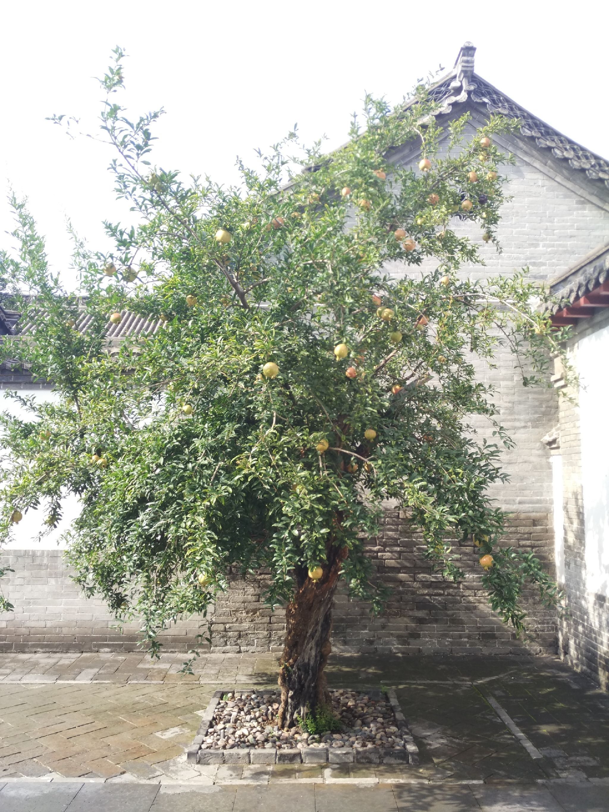 王渔洋故里景区旅行图片 3