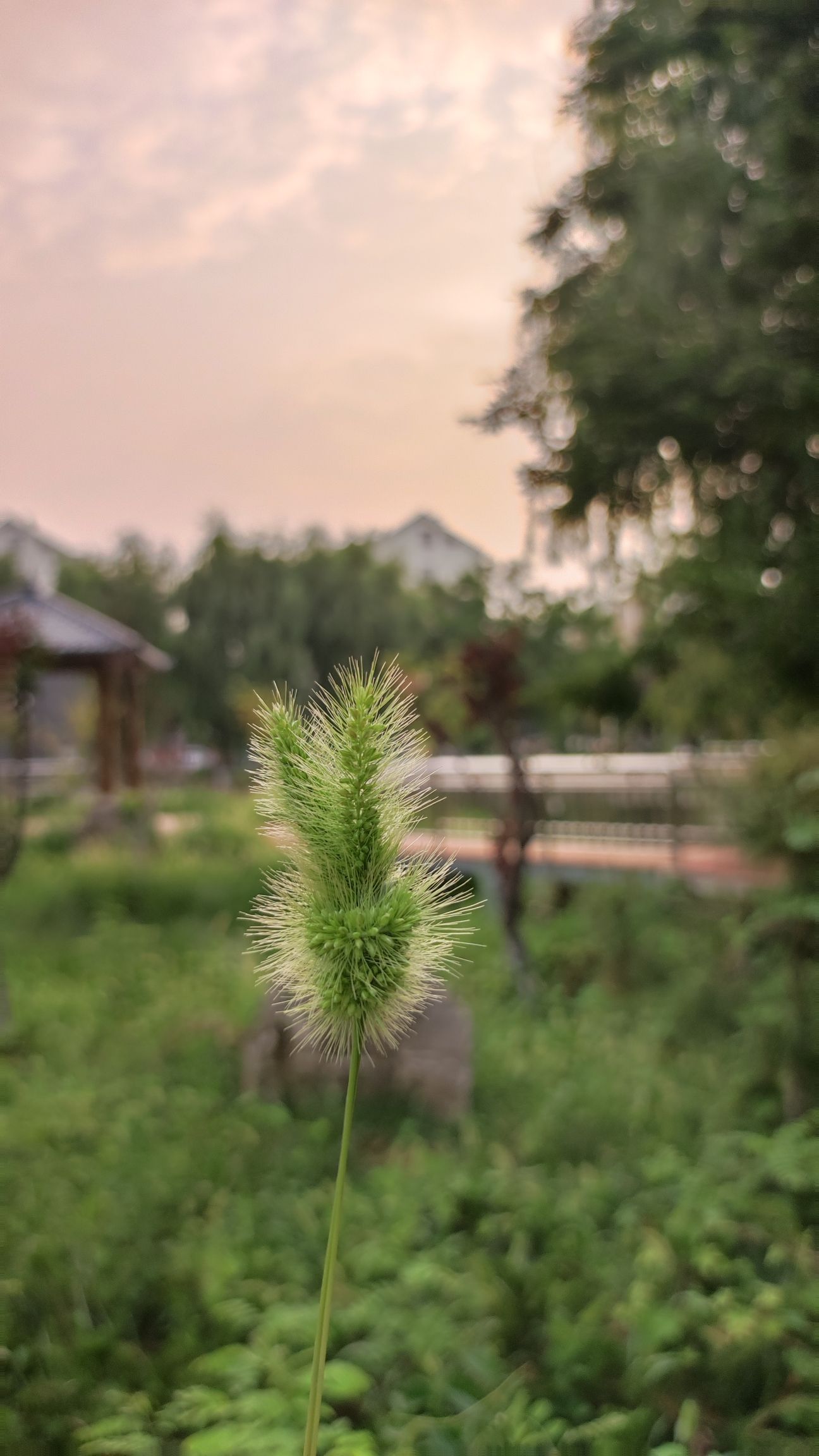 泗庄社区公园旅行图片 1