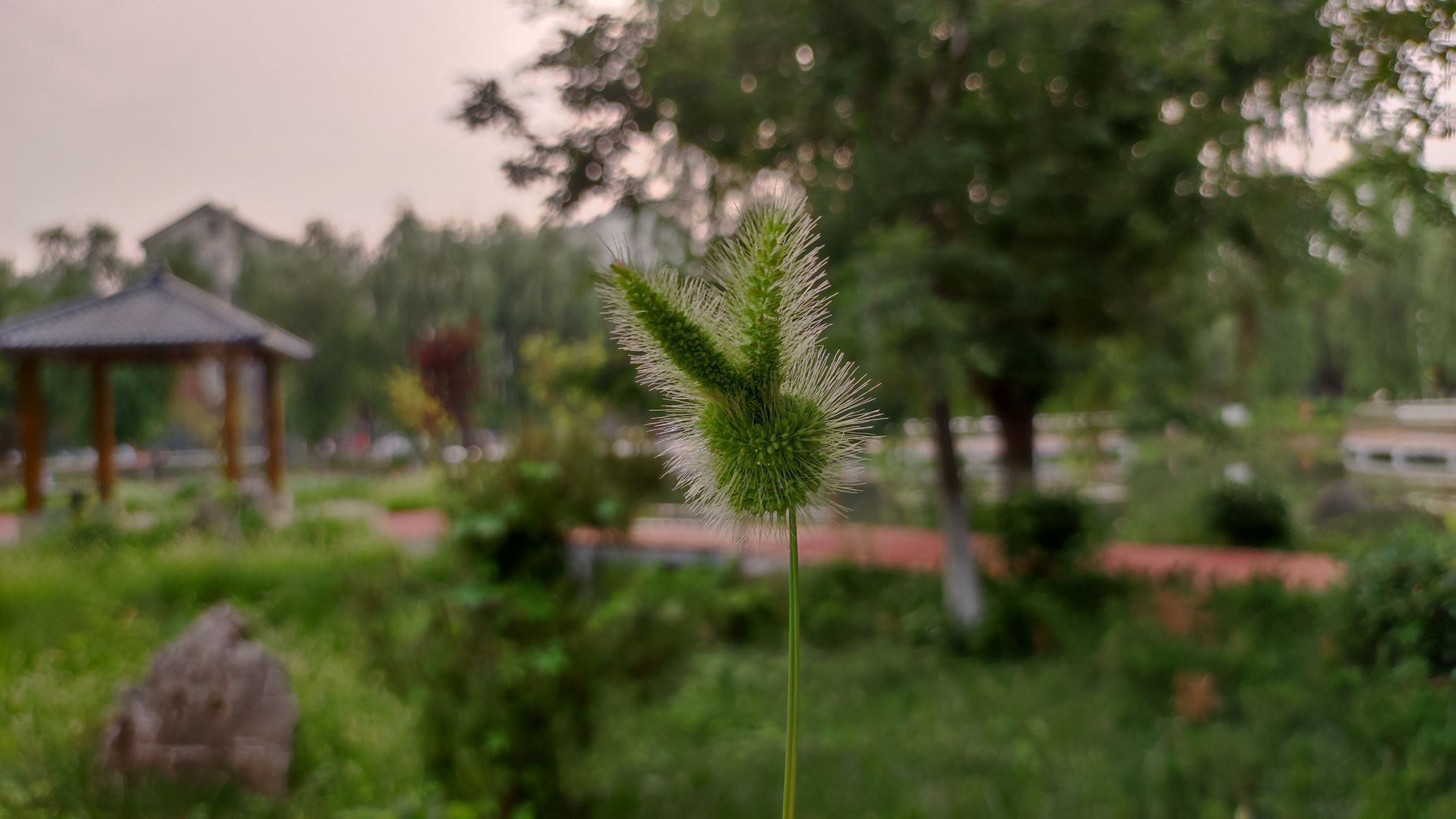 泗庄社区公园旅行图片 2