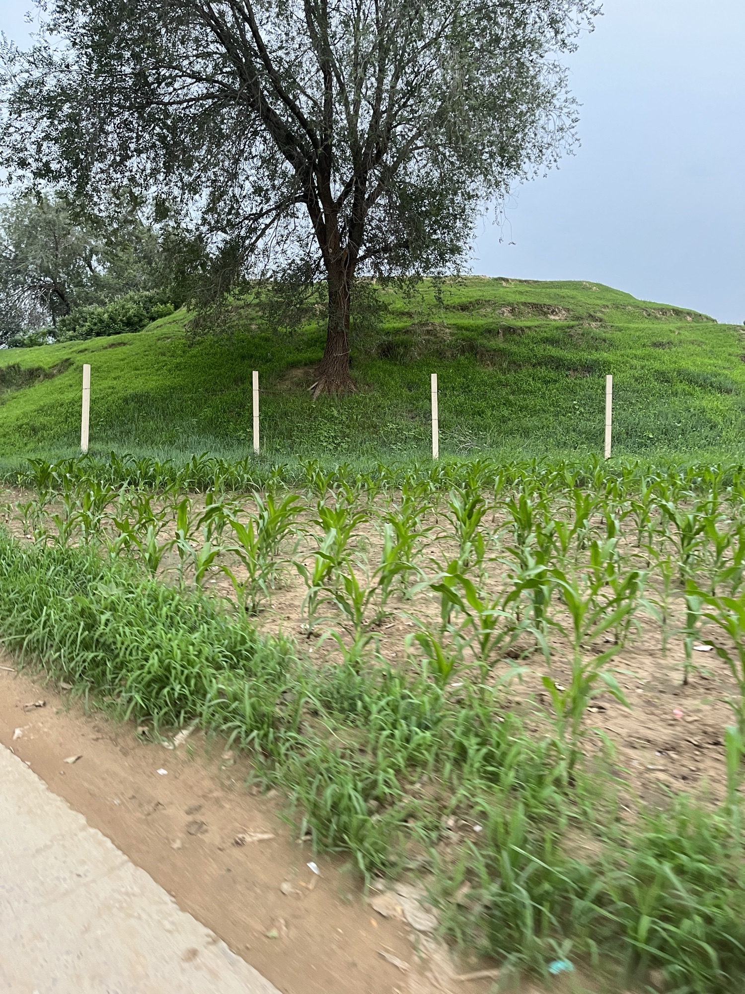 齐圪垯汉墓旅行图片 3