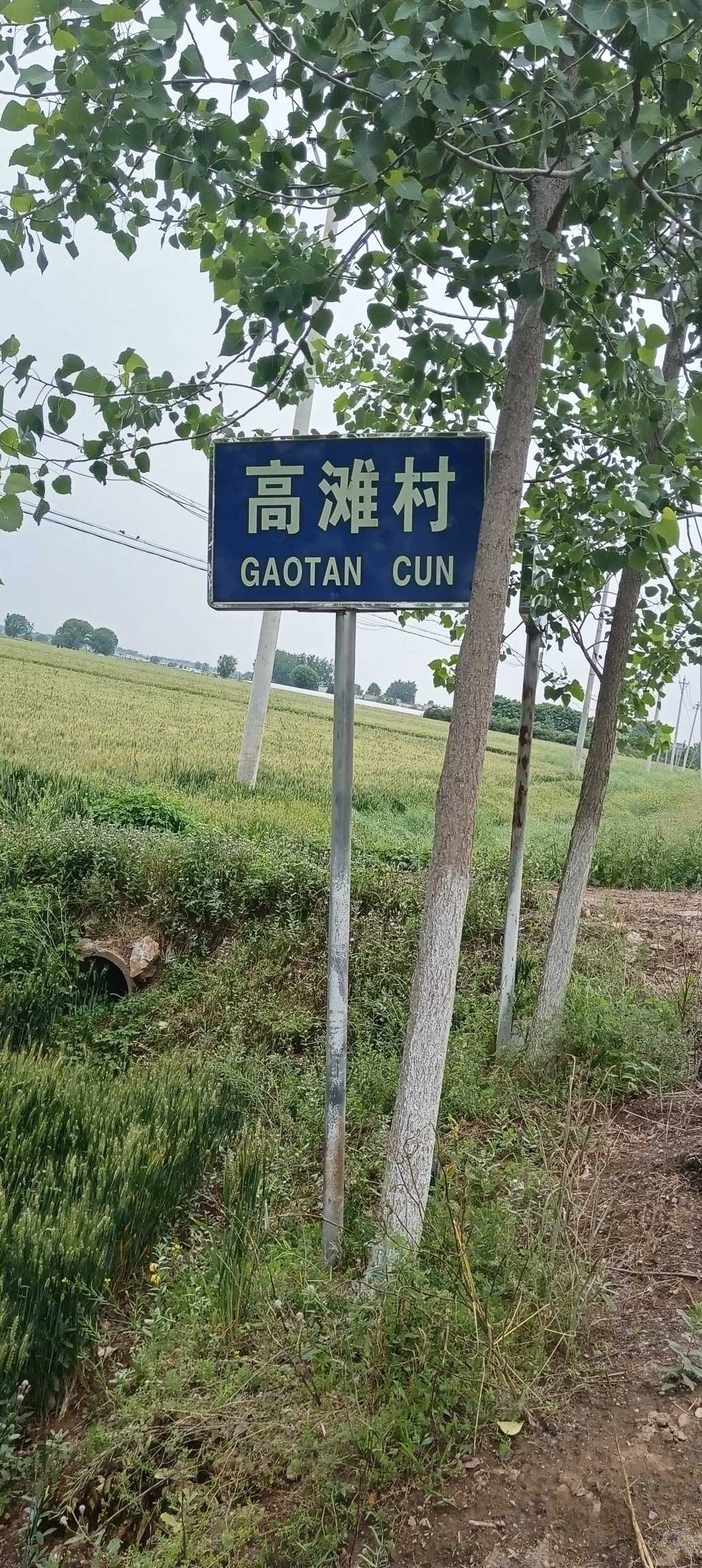 蒿沟芍药园2号园旅行图片 2