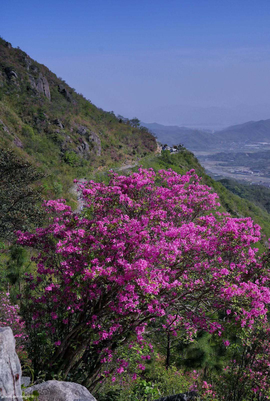 金峨山杜鹃林旅行图片 3
