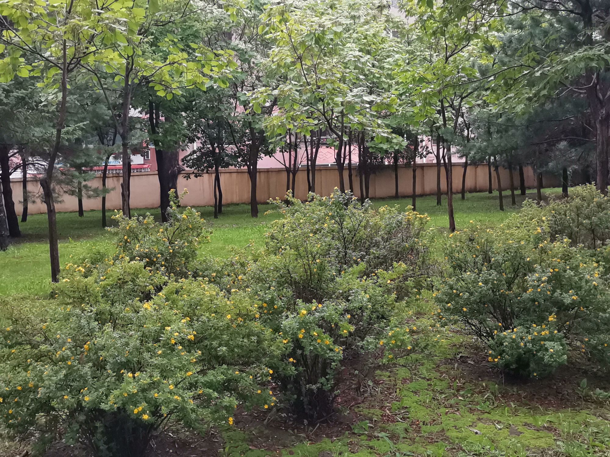 香清园旅行图片 2