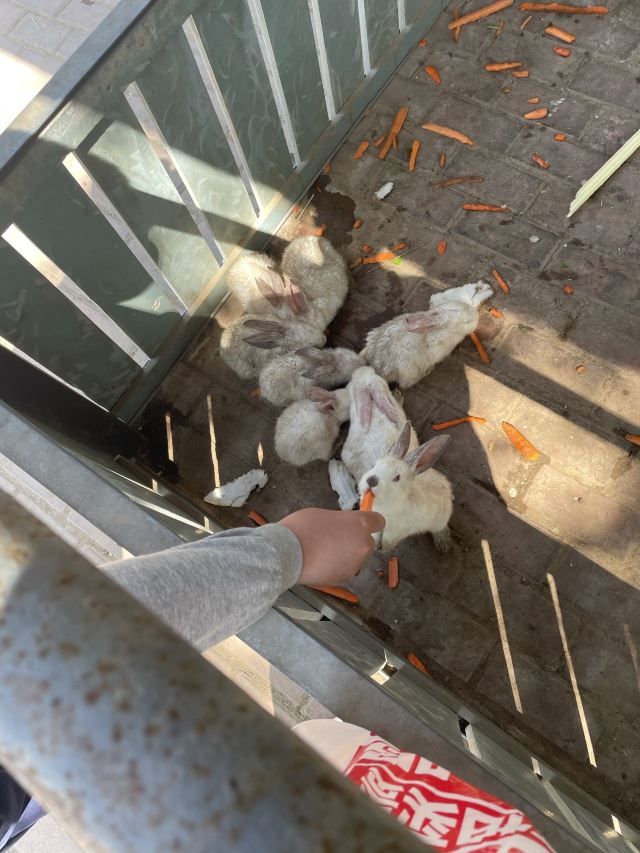 诸城市动物园旅行图片 2