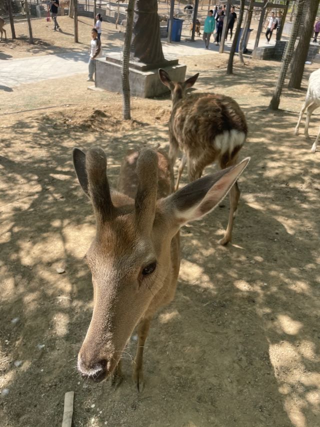 诸城市动物园旅行图片 1