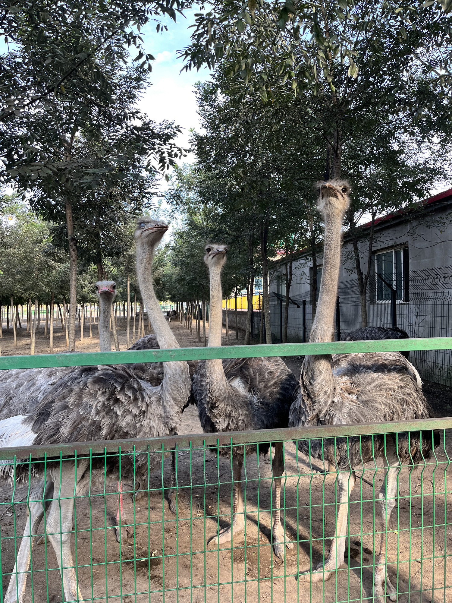 诸城市动物园旅行图片 1