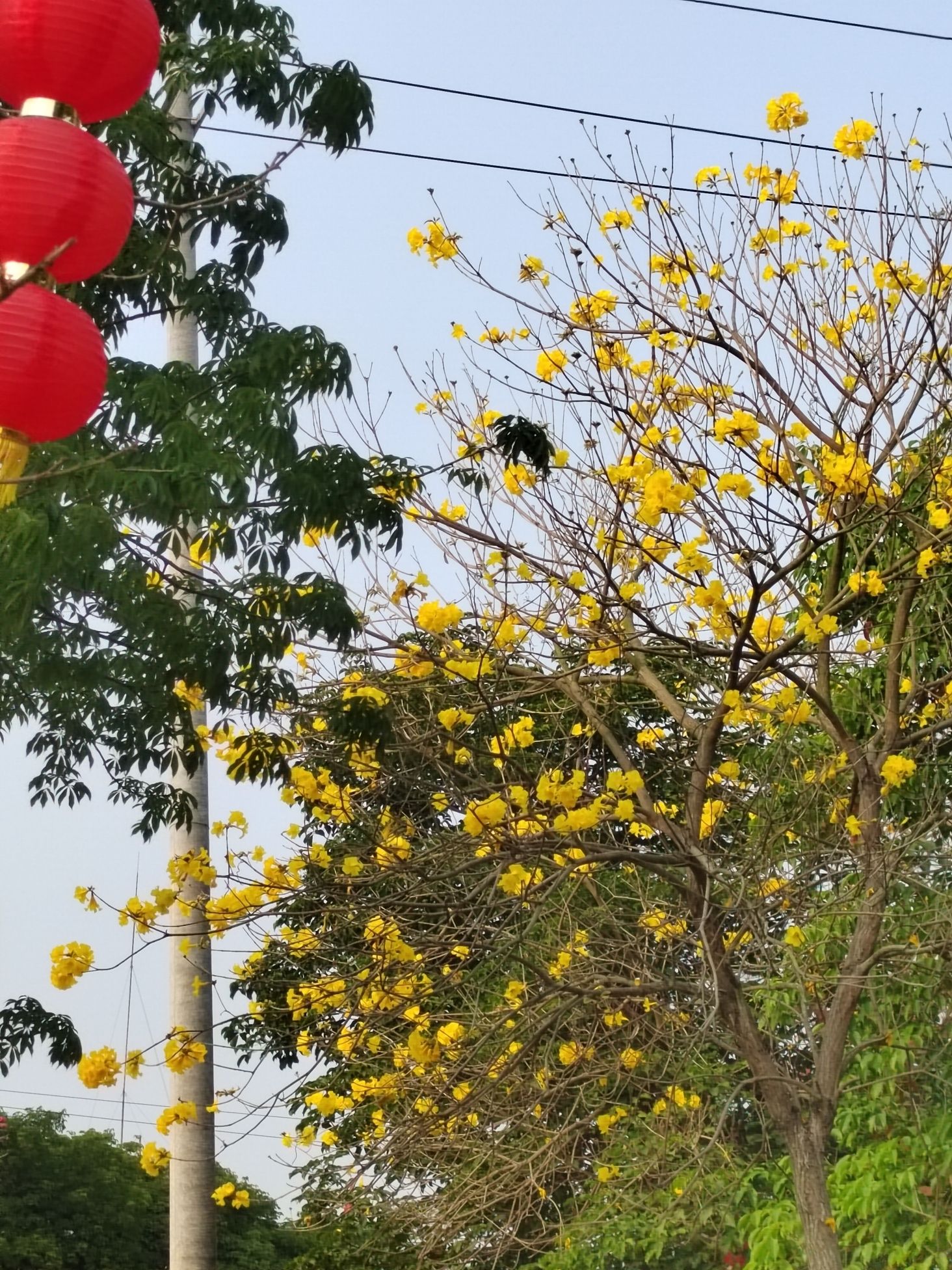 北溪洲公园旅行图片 1