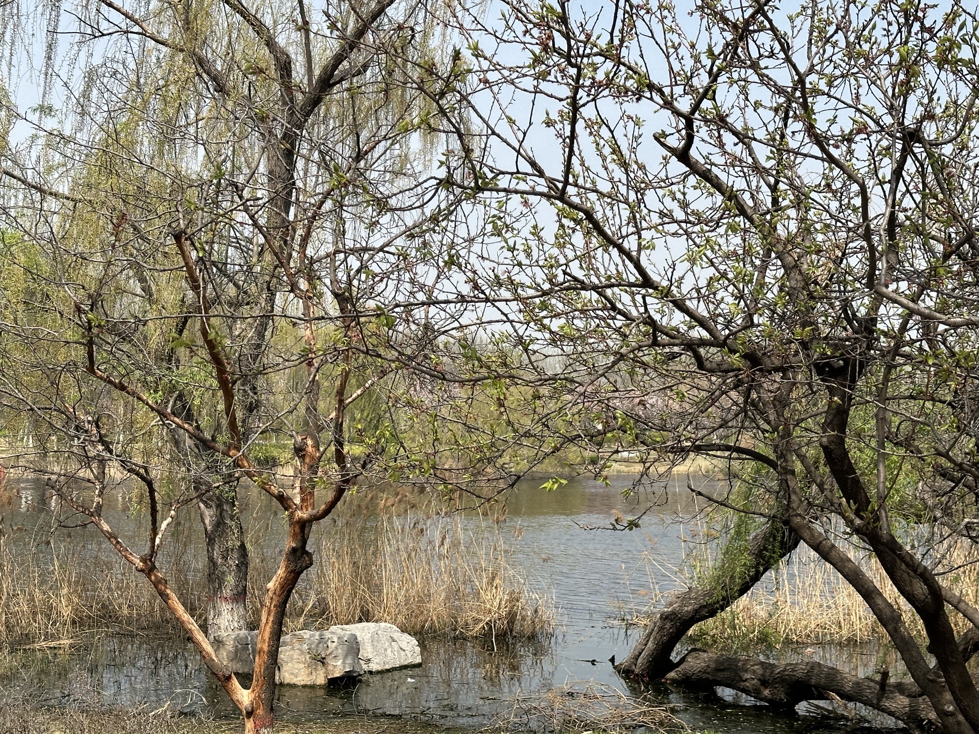 单县莱河公园旅行图片 1