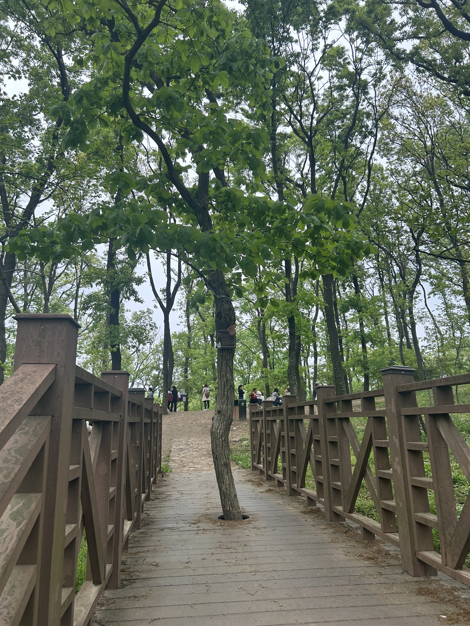 吴家大洼旅行图片 2