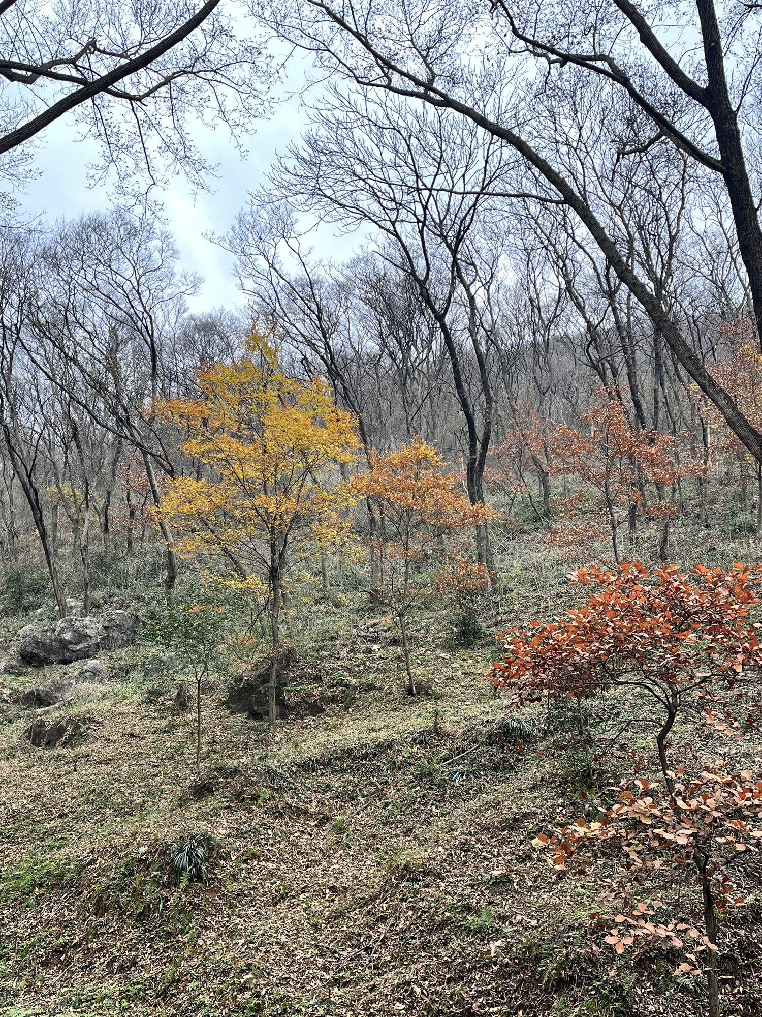 吴家大洼旅行图片 3