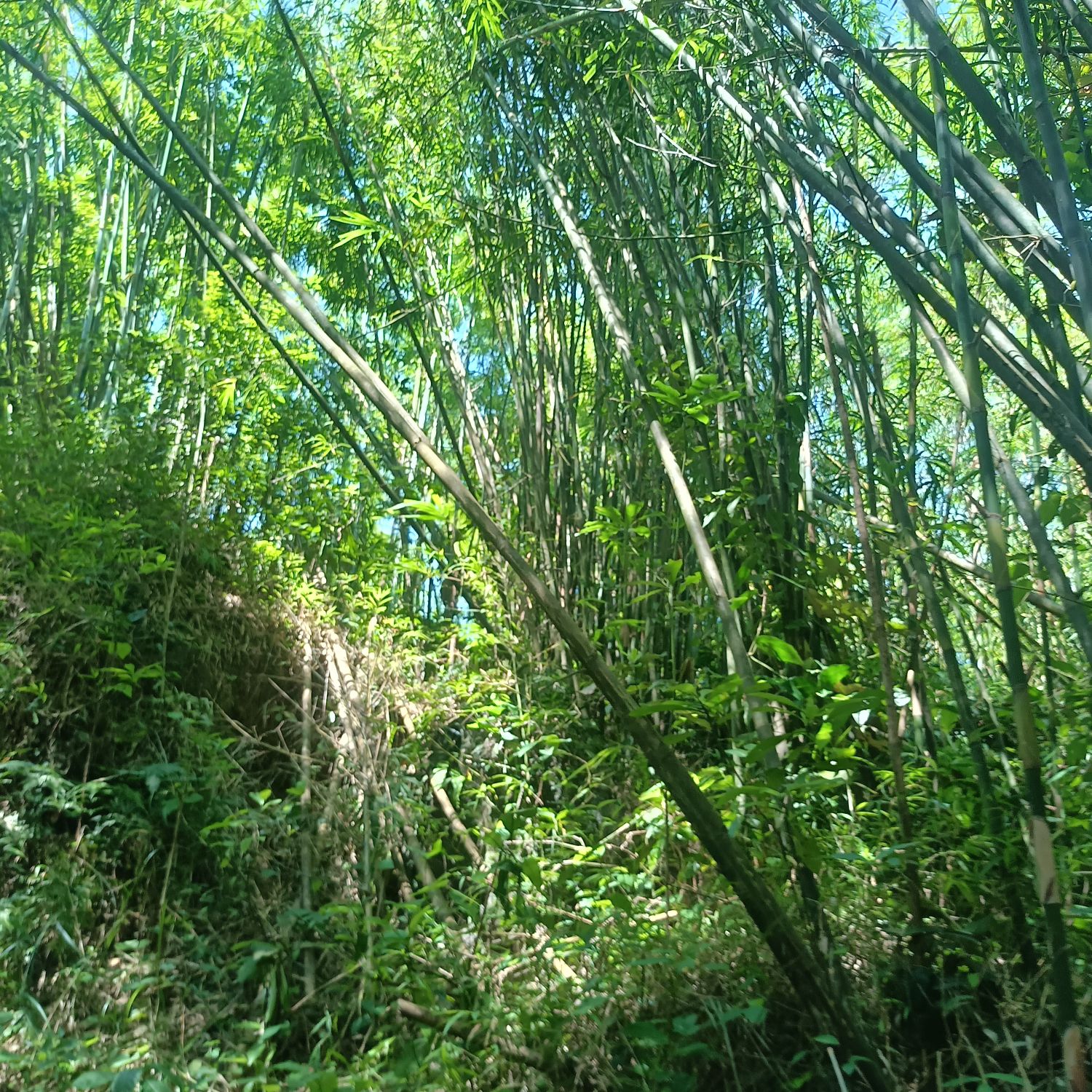 东水风景旅游区旅行图片 3