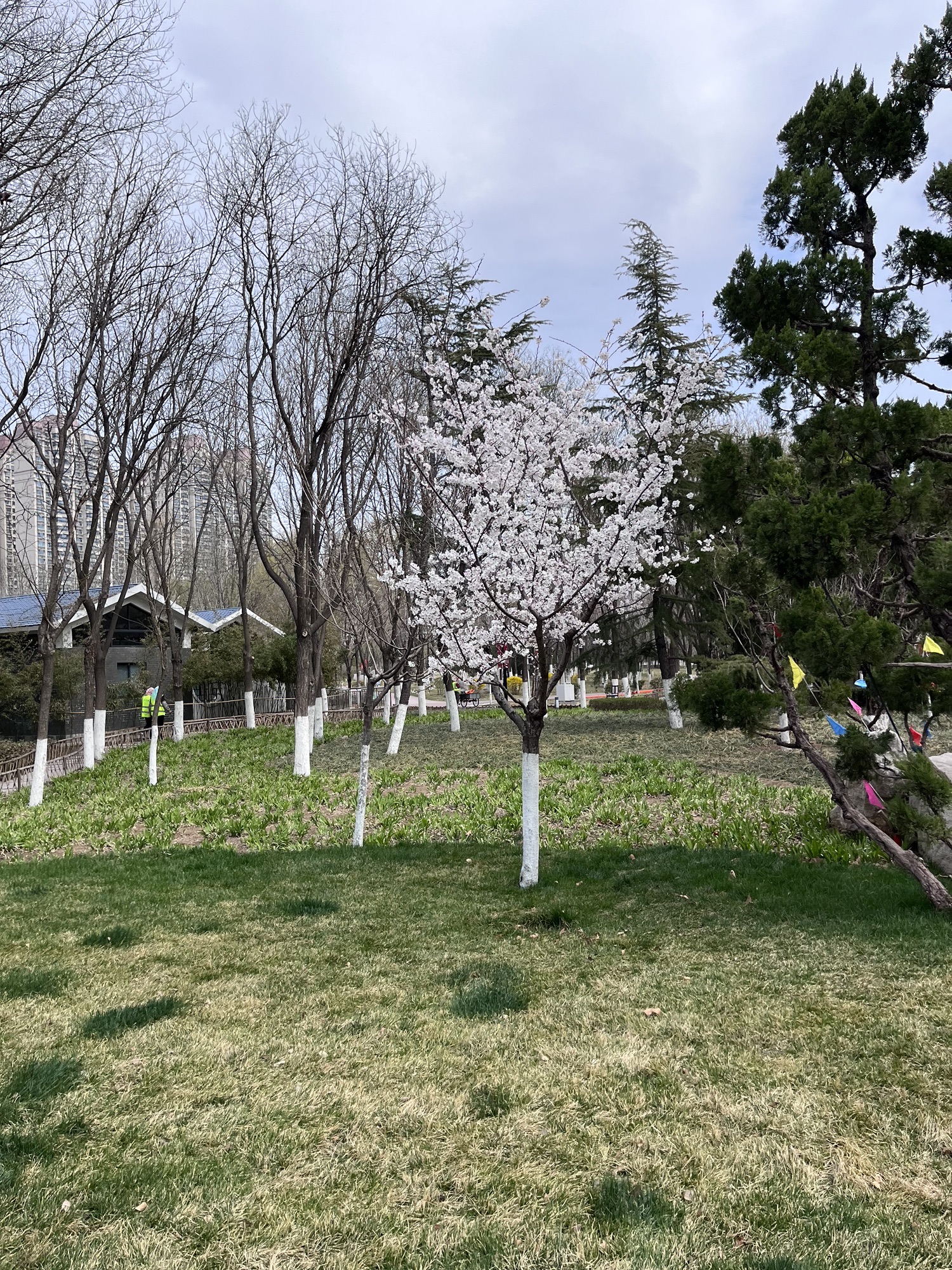 张店市民公园旅行图片 1