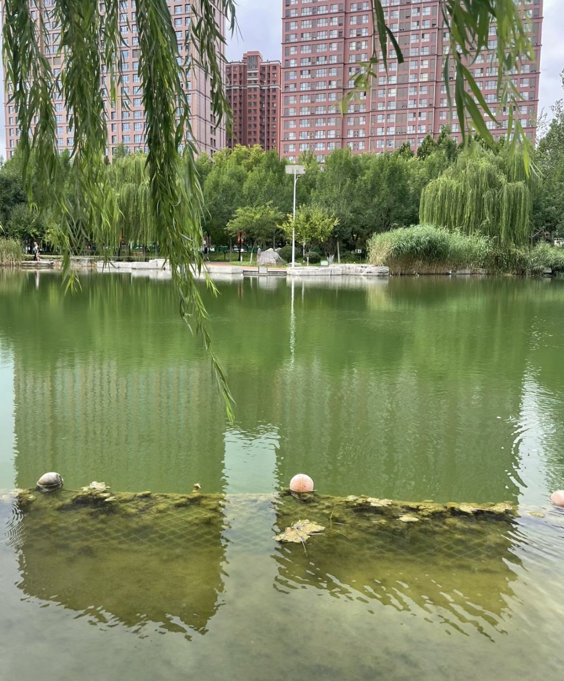 张店市民公园旅行图片 3