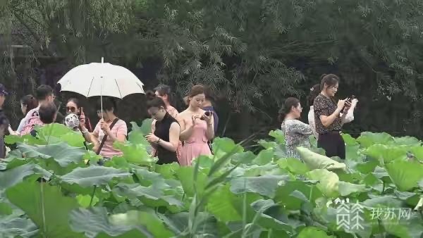 响水韩家荡雁红莲景区旅行图片 1